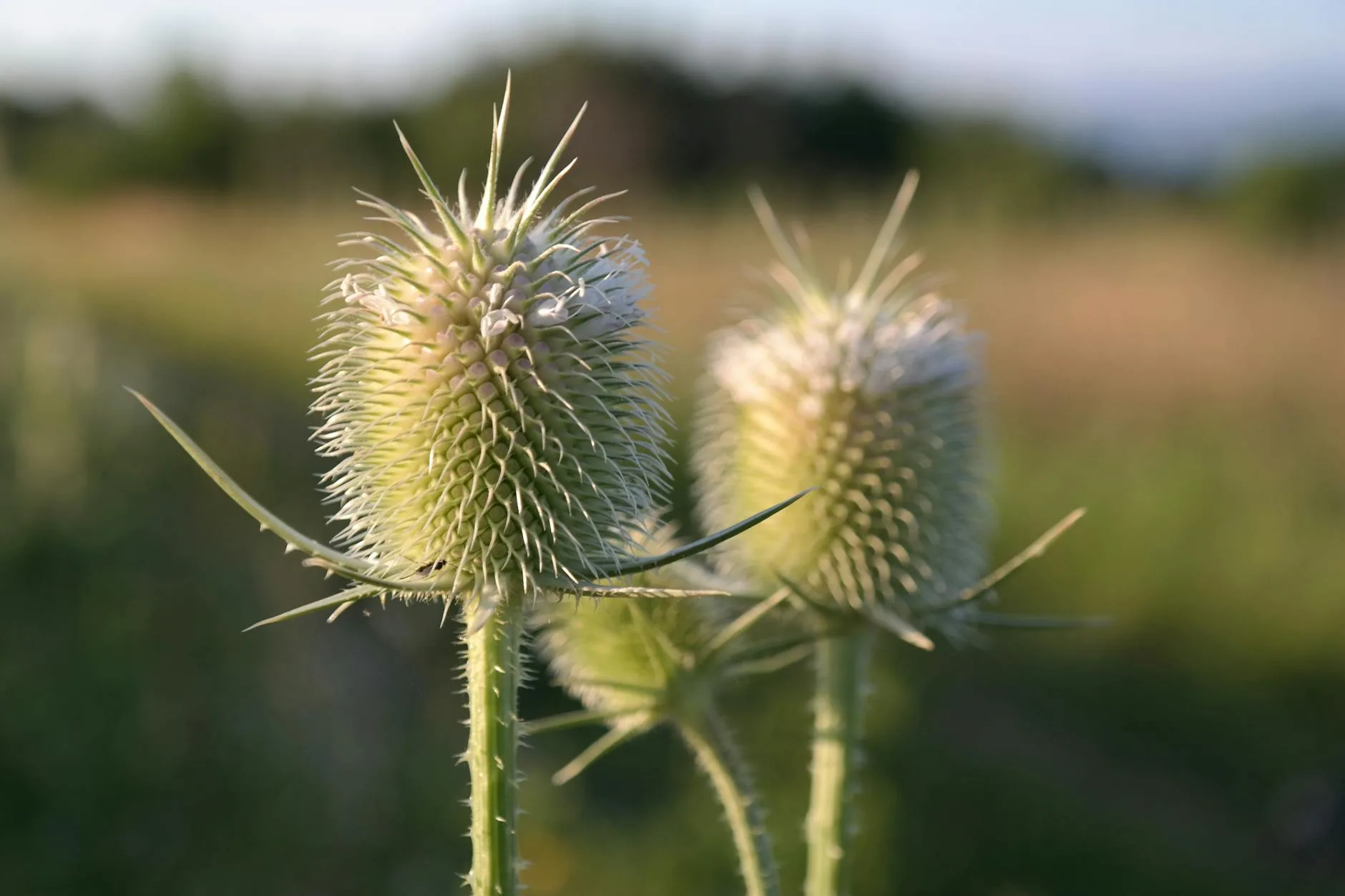 Montana Needs Hunters & Anglers for Invasive Weed Council—5 Seats Open