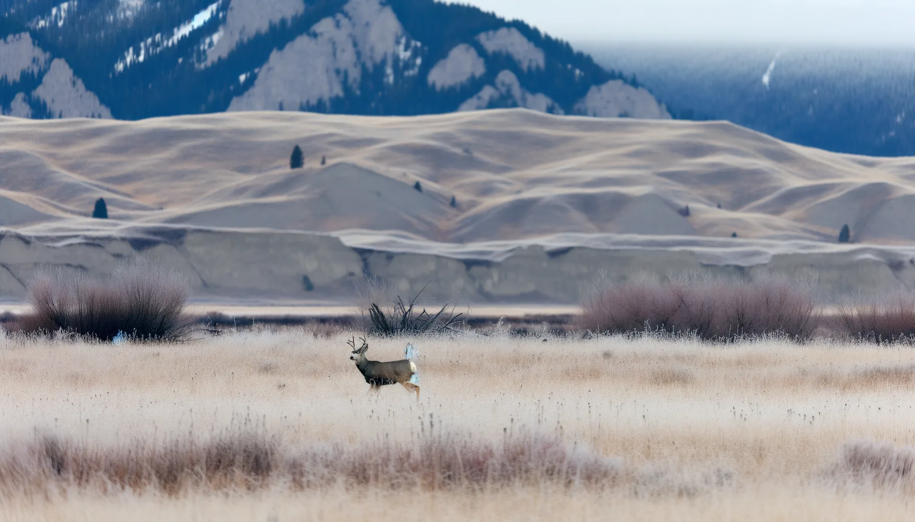 Montana Cuts 2,500 Nonresident Deer Combo Tags: What Hunters Need to Know for 2026