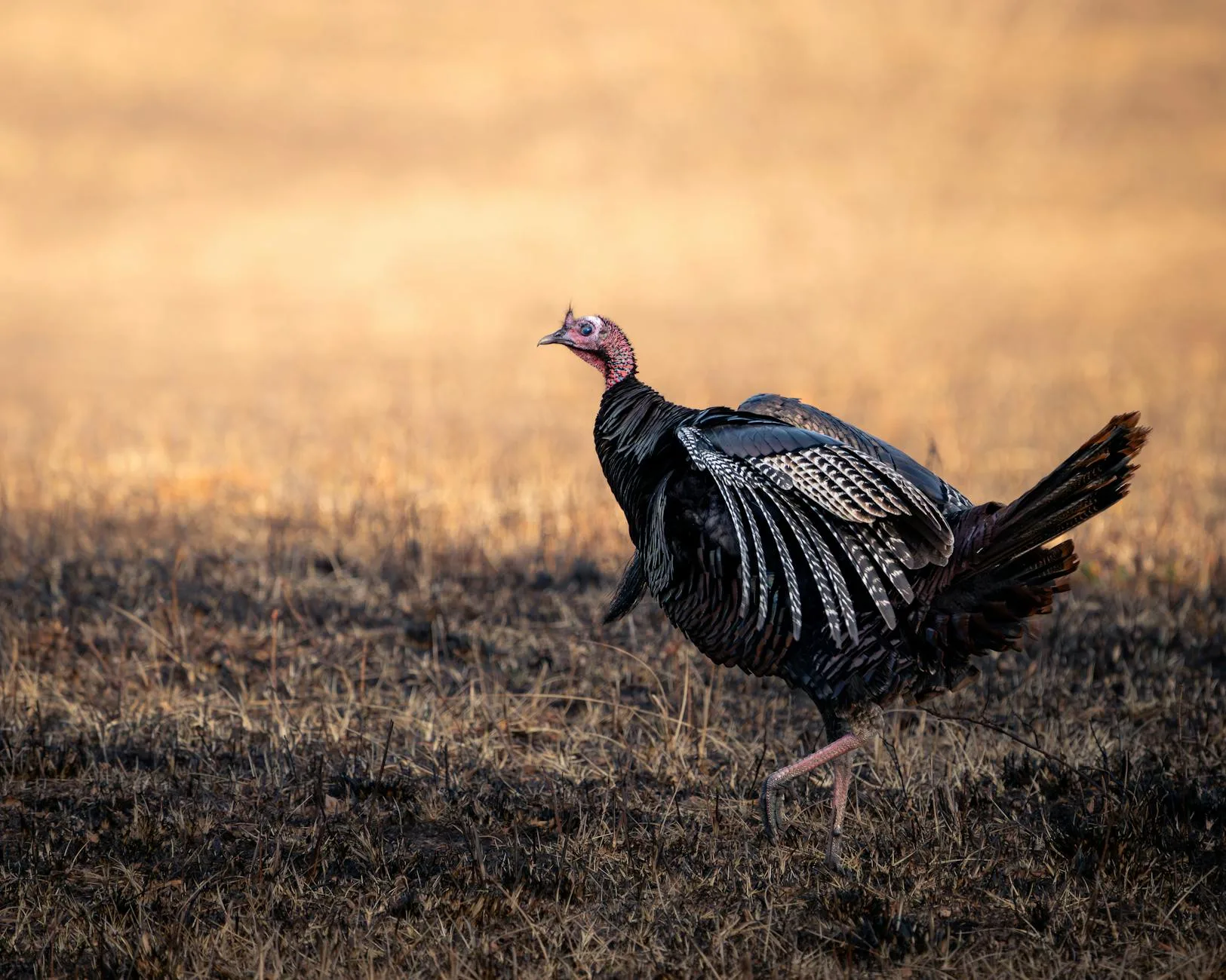 Montana Turkey Season 2026: Public Land Scout and Prep Guide