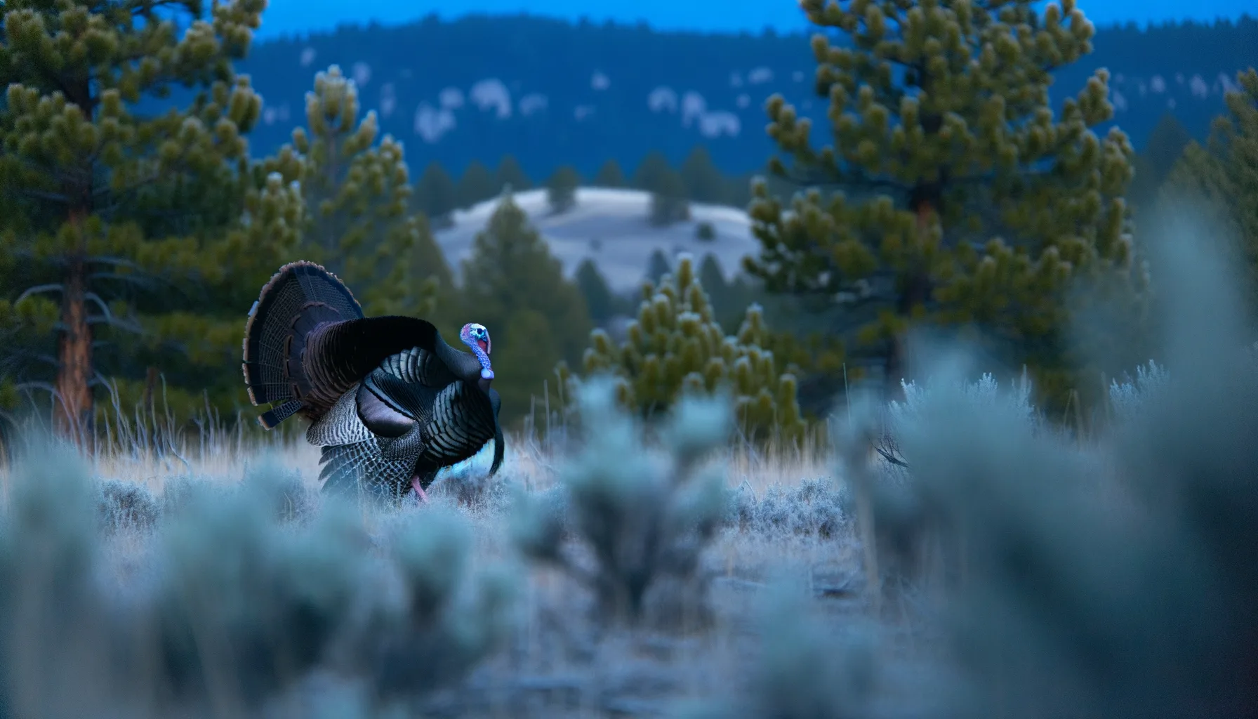 Montana Turkey Season 2026: Tag Deadlines, Scouting Spots, and Call Prep