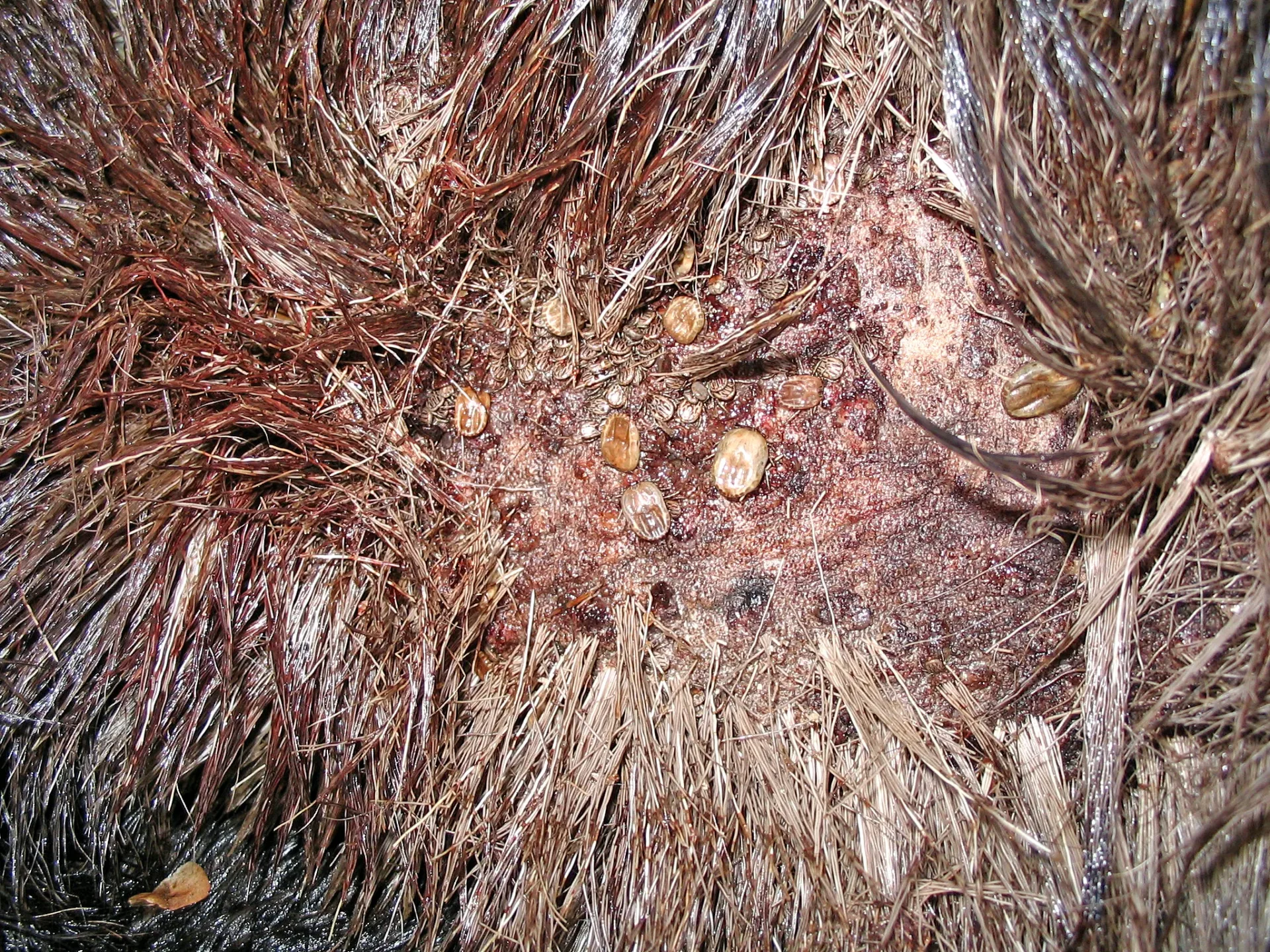 Winter ticks on moose are normal