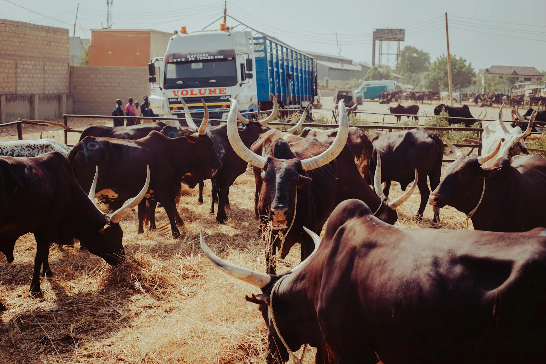 Montana Cattle Prices Drop 3% as Trading Volume Falls 32% This Week