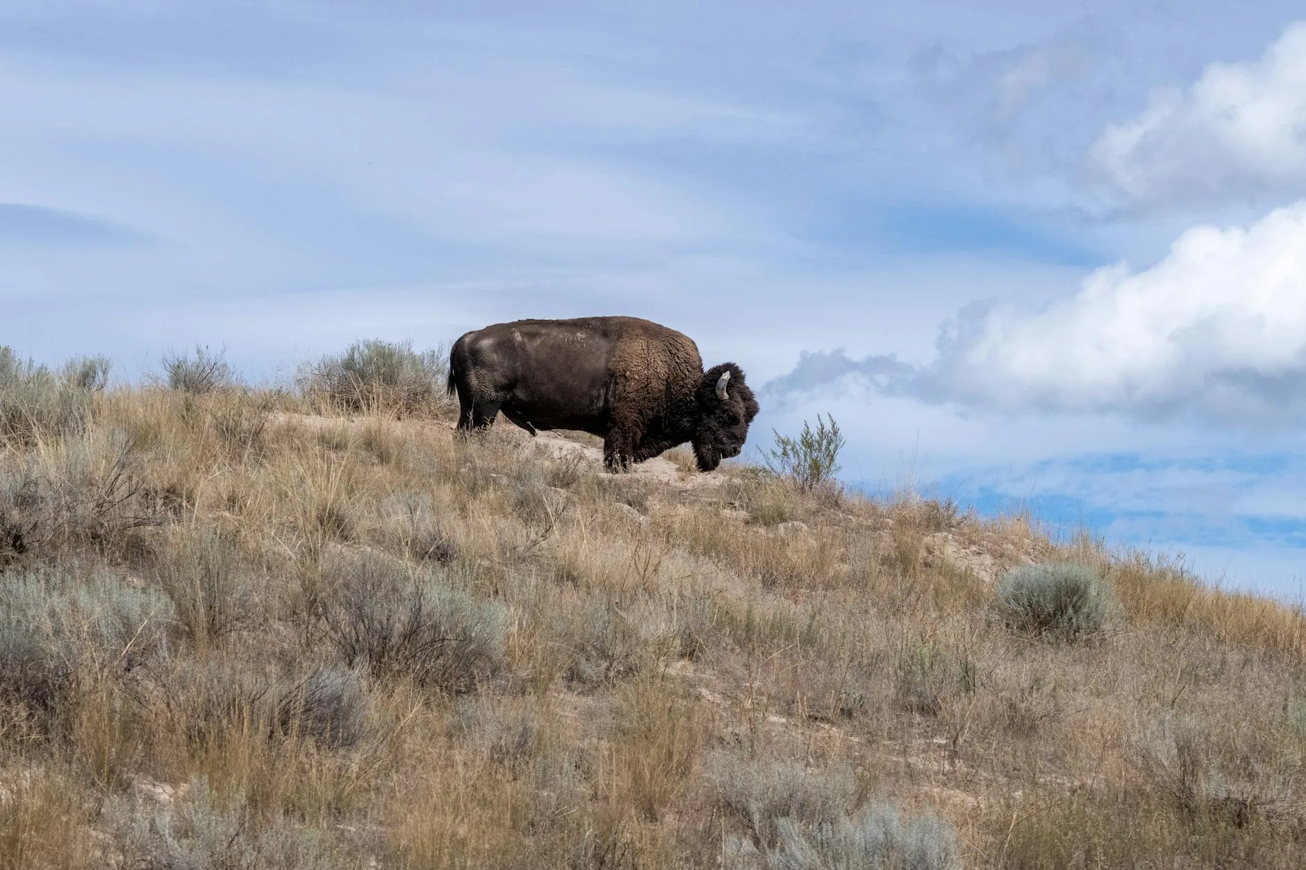 The Buffalo Slaughter That Wrote Montana’s Hunting Laws
