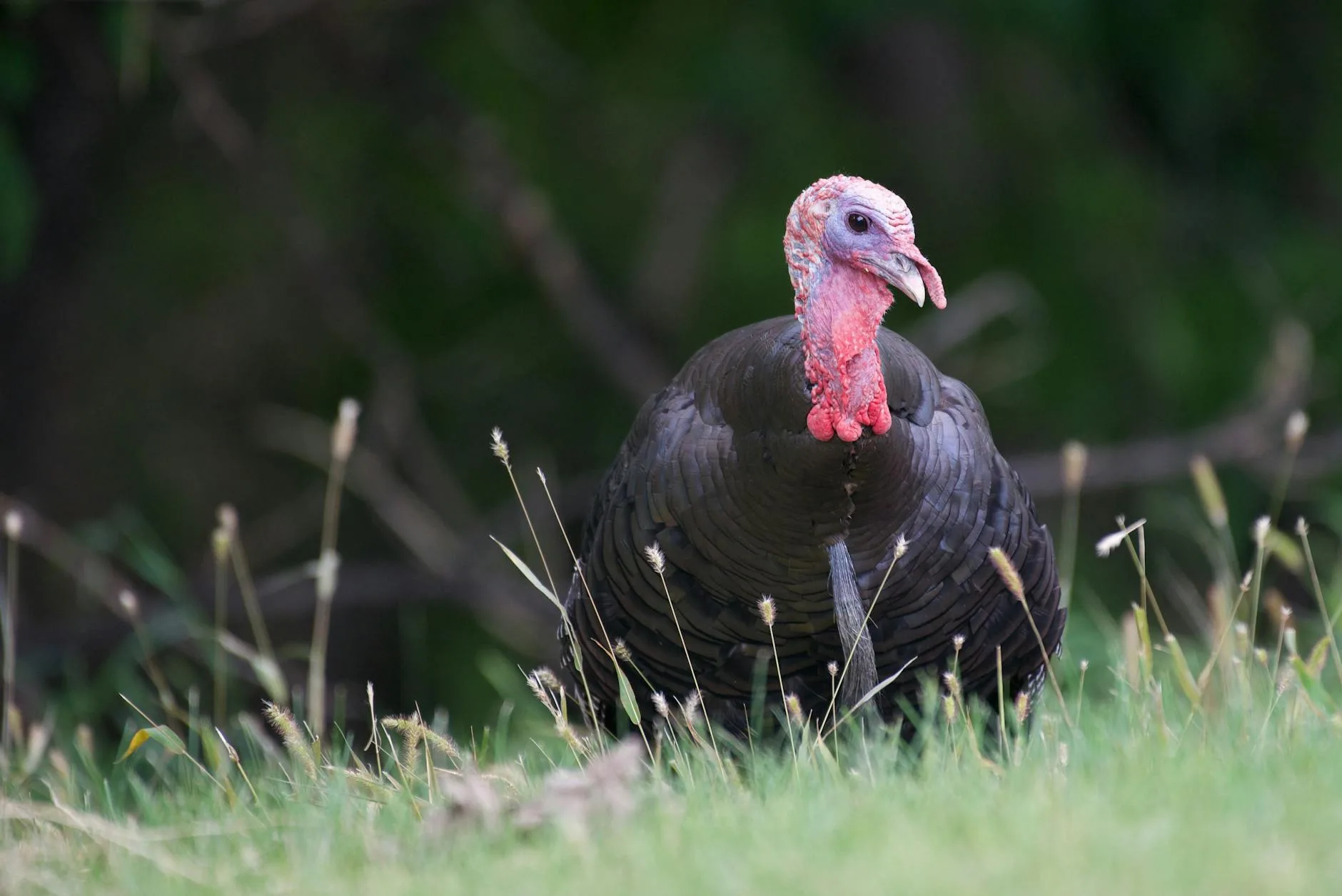 Warm March 2026 Is Moving Merriam’s Strut Zones — Scout Now