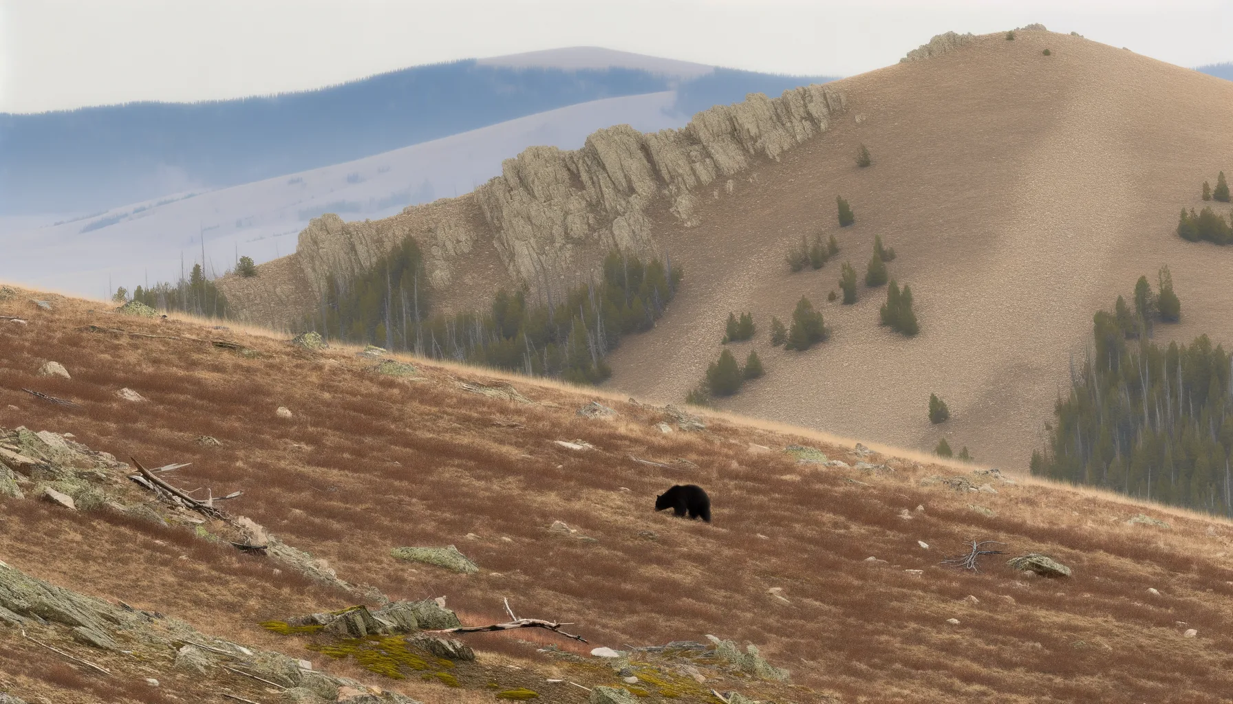 Why Spring Trail Closures Matter More Than You Think: Understanding Wildlife Protections on Mount Jumbo