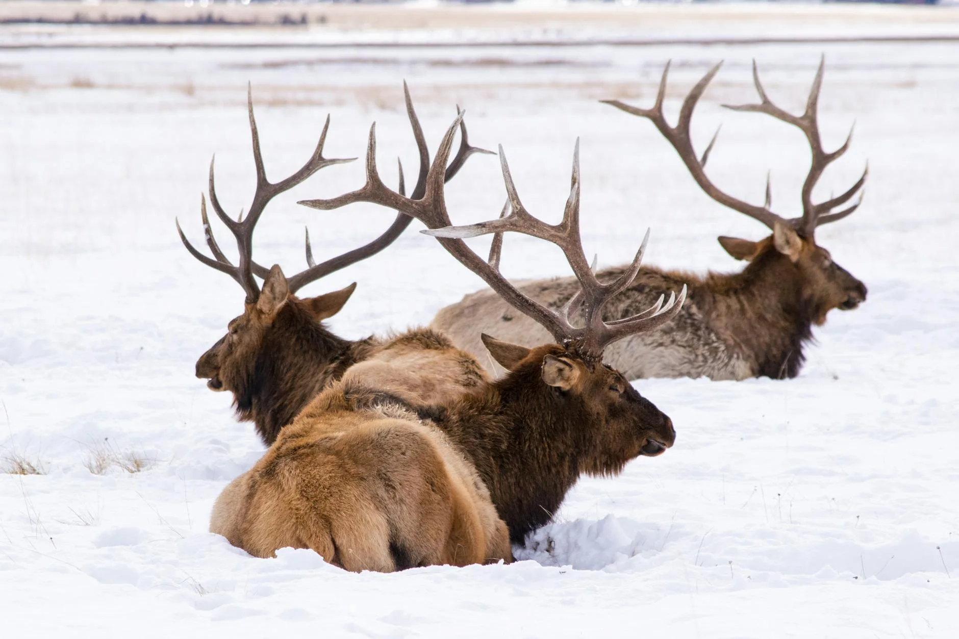 Wyoming’s Elk Season Overhaul: 5 Things Montana Border Hunters Must Know