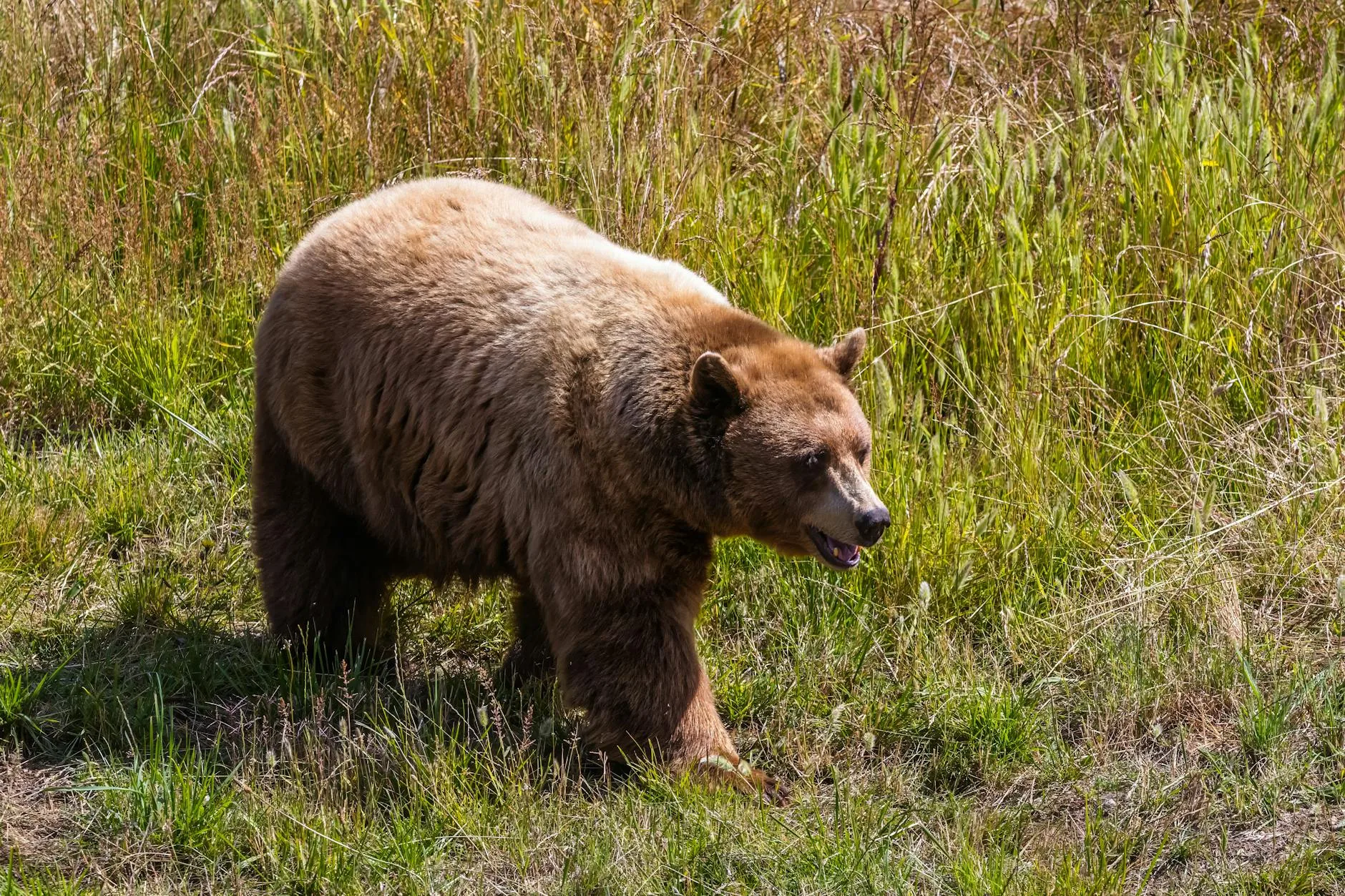 14 Bear Encounters in the Bitterroot: One DIY Hunter’s Hard-Earned Spring Tag