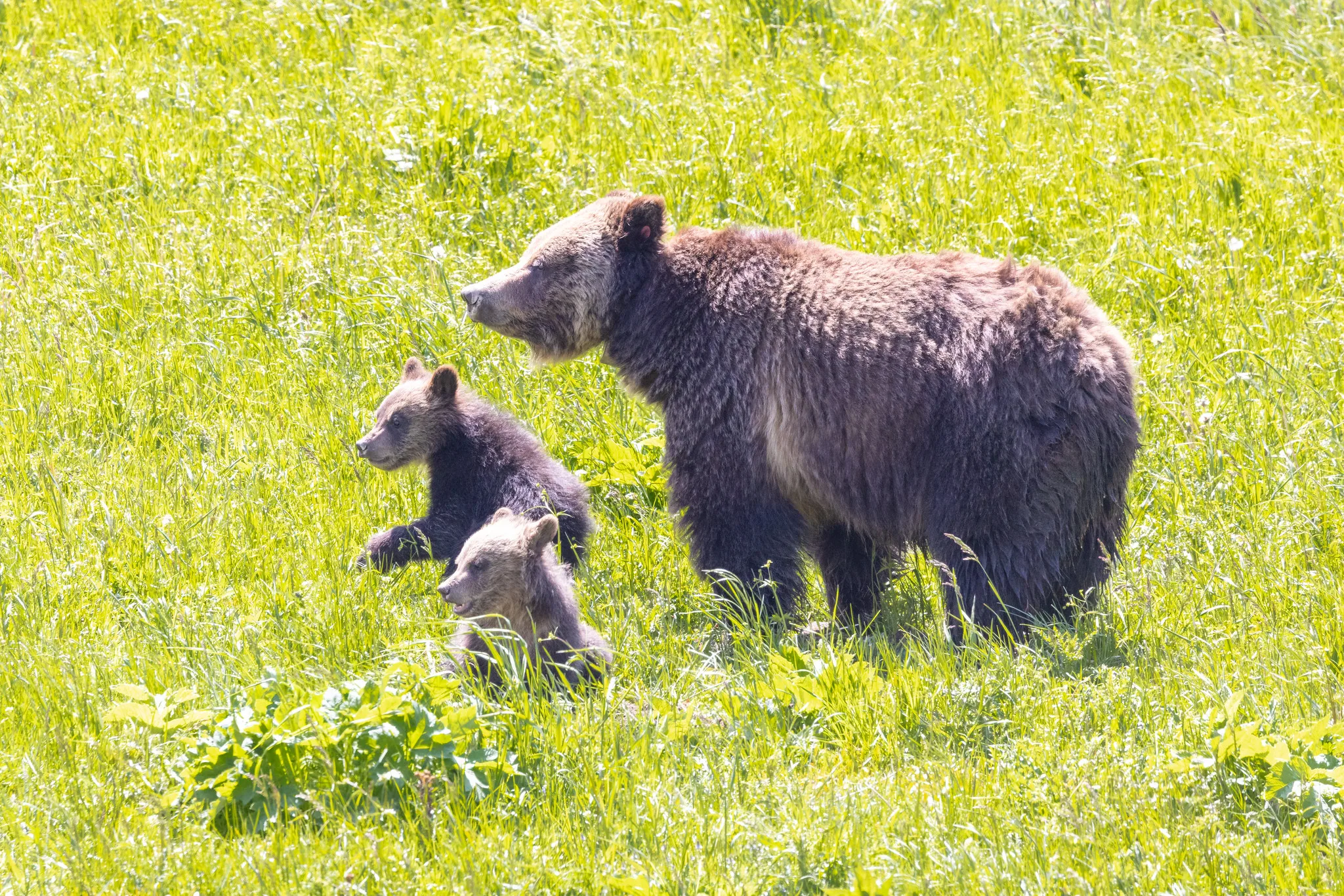 Biologists set to begin 2026 grizzly bear captures for research purposes in Yellowstone National Park