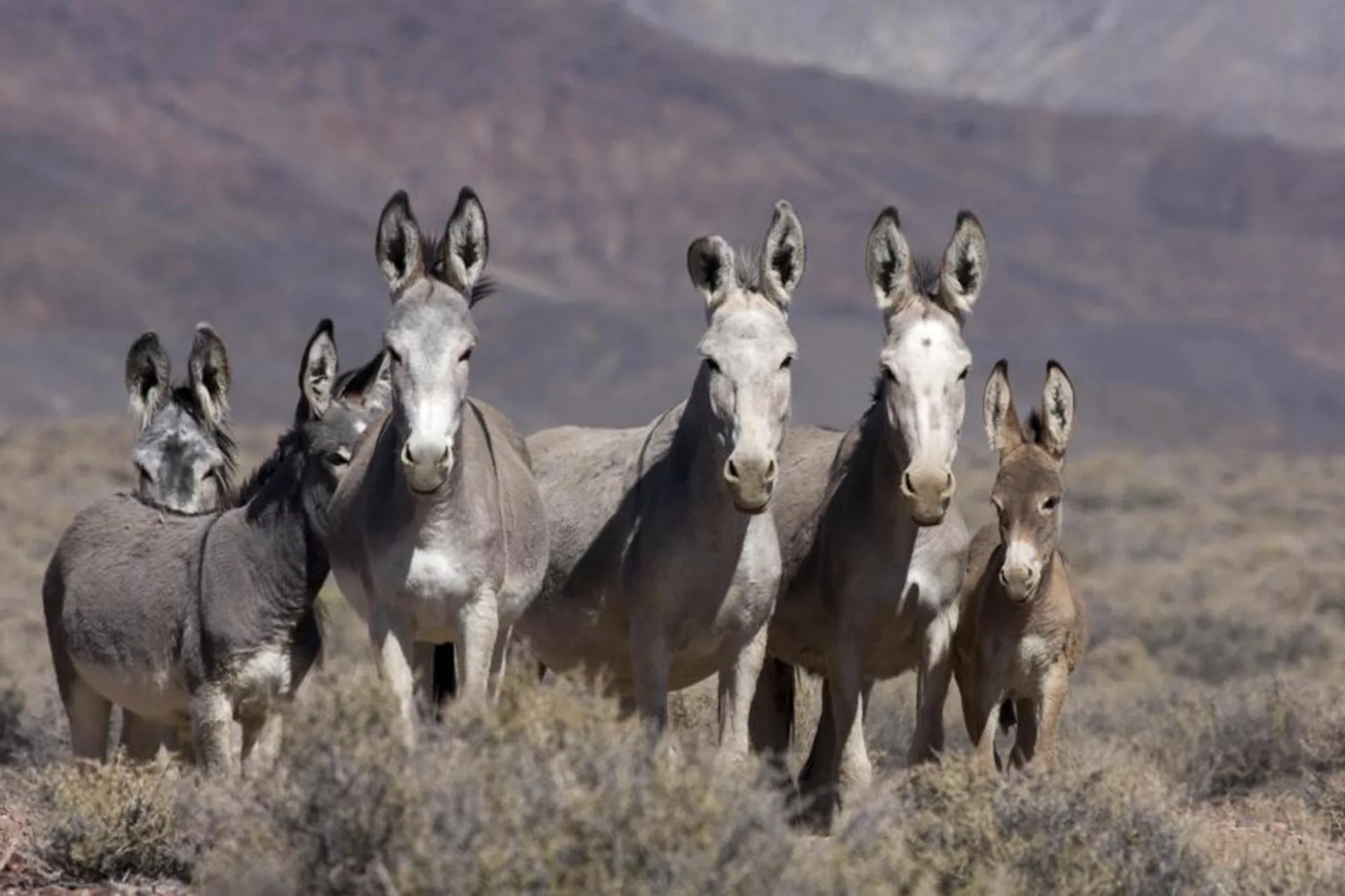 BLM, Forever Branded to host Wild Horse and Burro adoption events in Hamilton