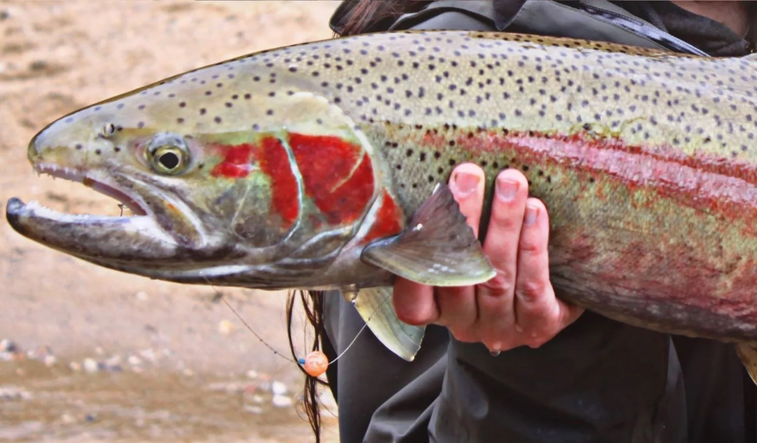 Best Places to Catch Steelhead on Upper Salmon River