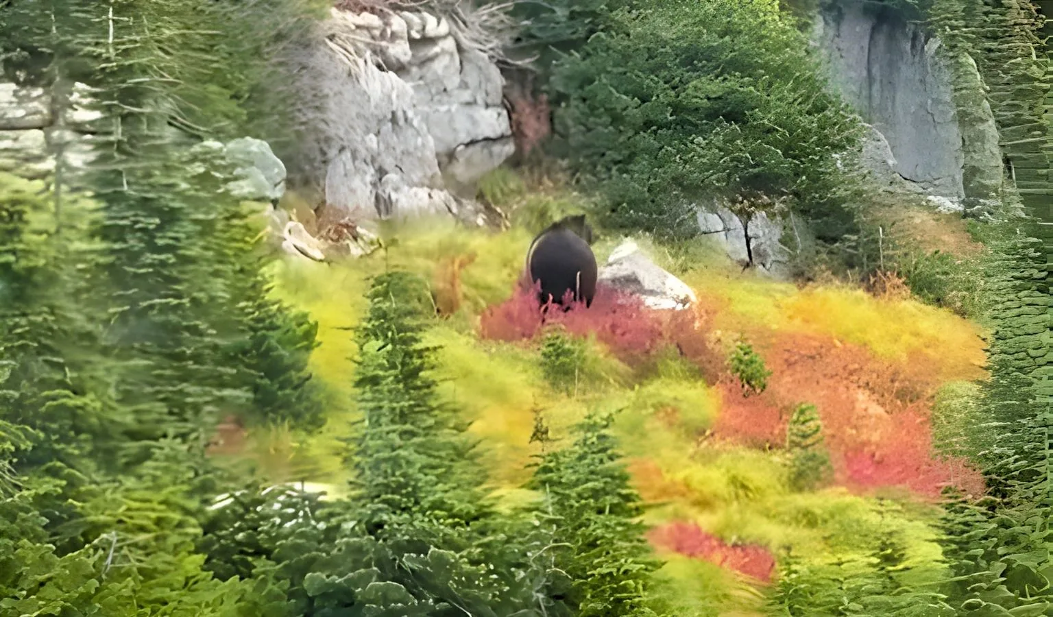 Grizzly Bear Footage from Glacier National Park