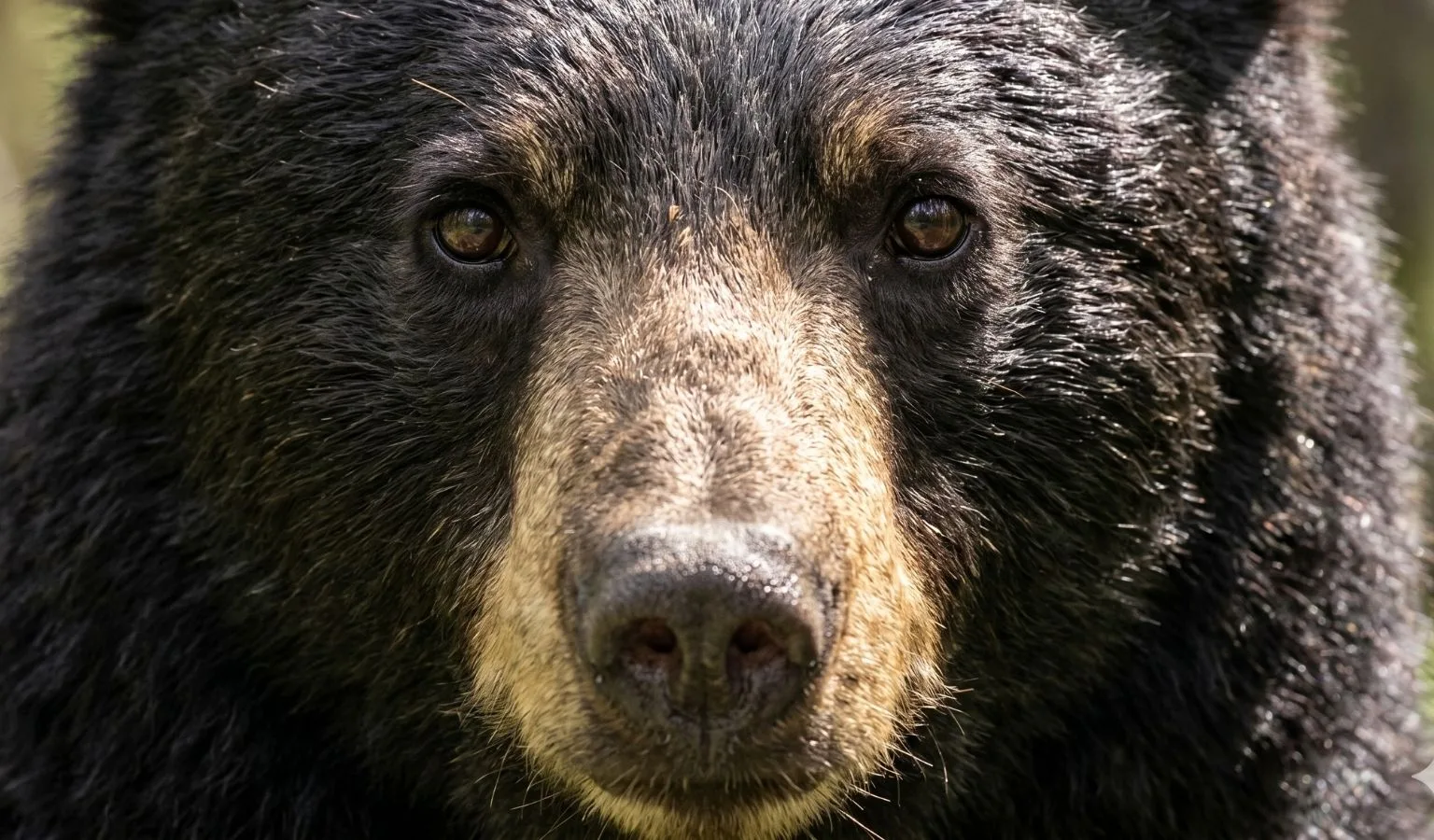 NOTICE OF SPRING BLACK BEAR CLOSURE BMU 510