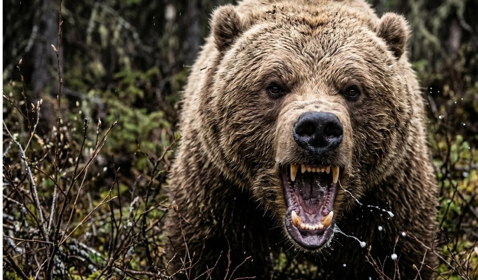 Surviving Grizzly Bears: What Seemingly Worked for Soldiers