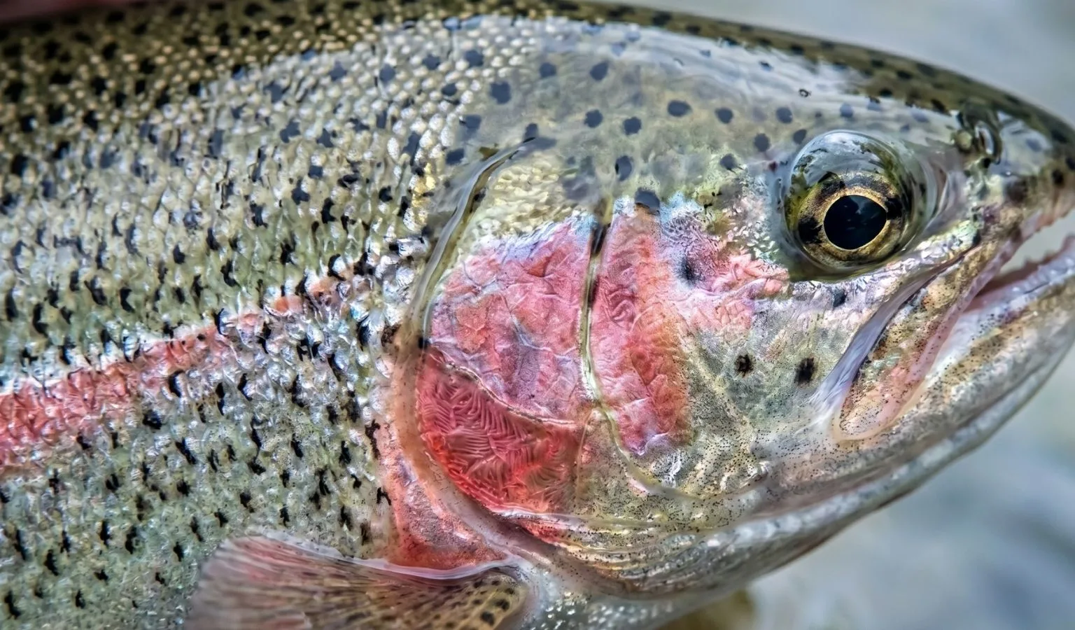 FWP’s Helena Area Reservoirs Fishing Report, April 27, 2026