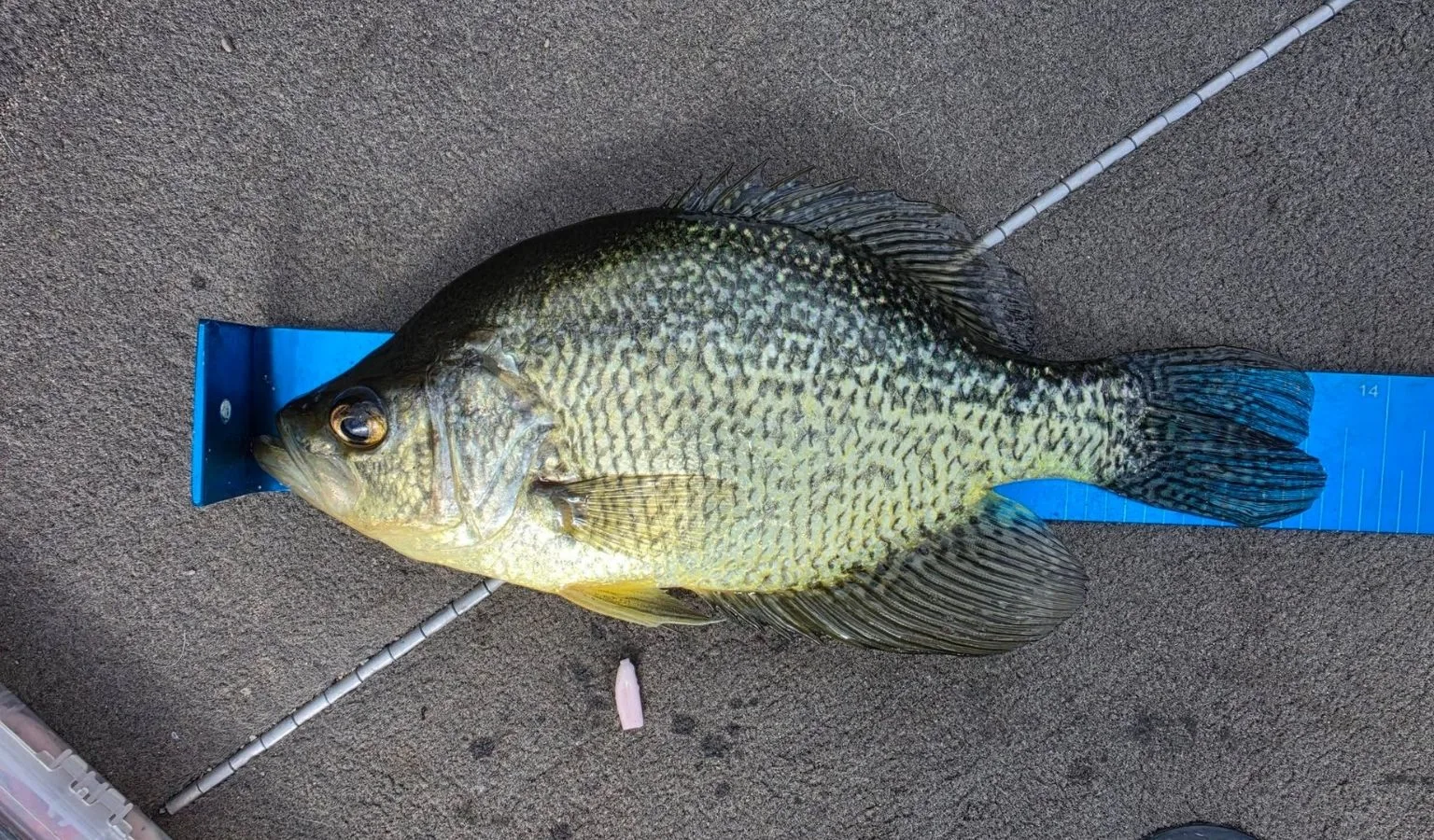 Catch More Fish: Weekend Tips for Local Anglers by Chancy’s Fish Camp