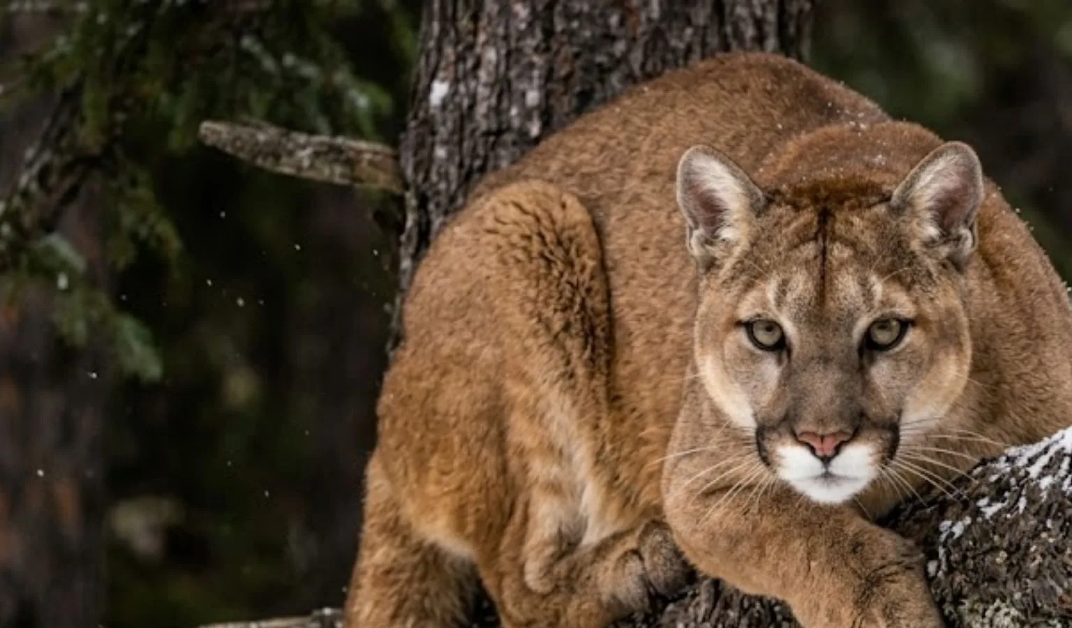 LMU 312 Closes to Female Mountain Lion Hunting April 6