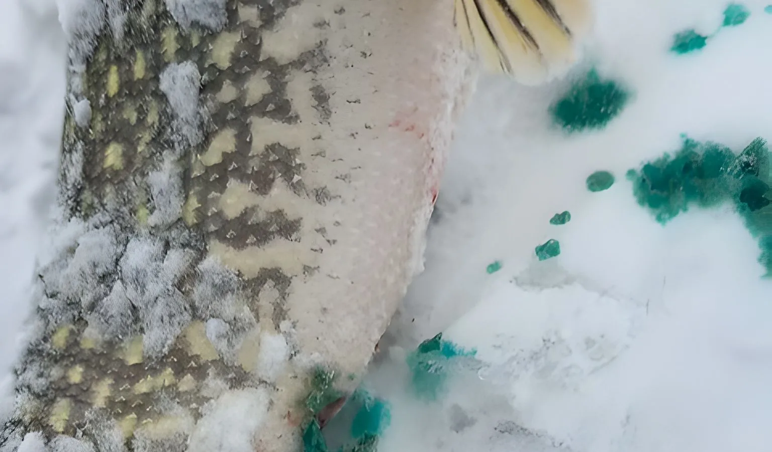 What a Pike’s Diet Reveals About Nature