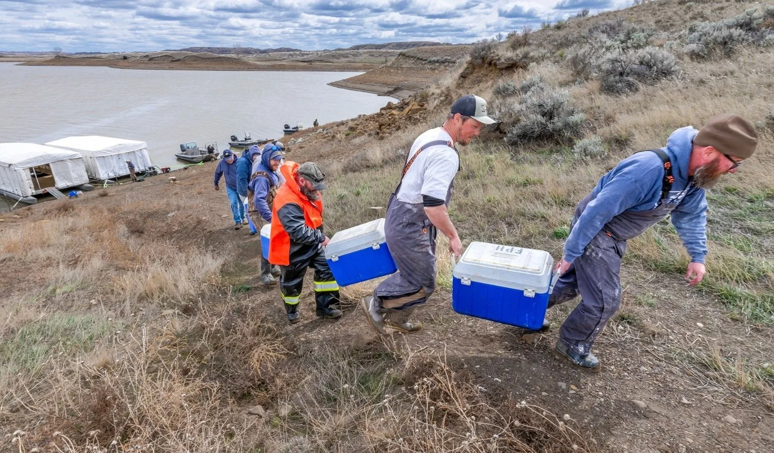 The Feathered Midwives of Fort Peck: Montana’s Wildest Spring Tradition