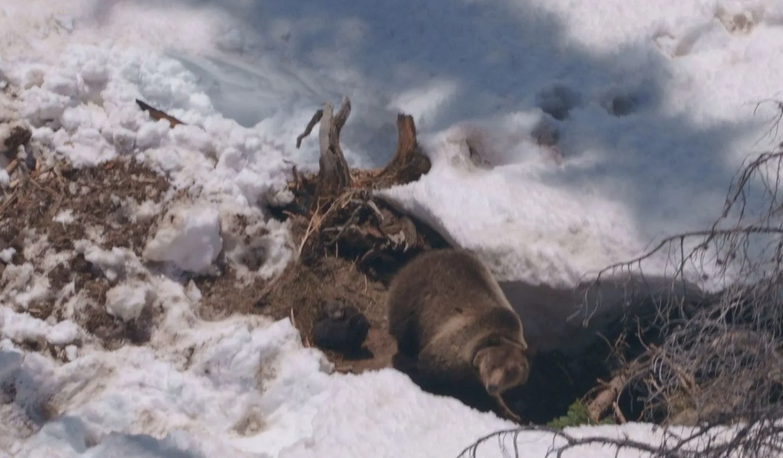 Translocated female grizzly emerges from den with two cubs