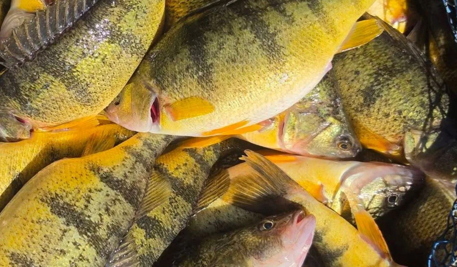 Top Fishing Spots by Chancy in Flathead: April 2026