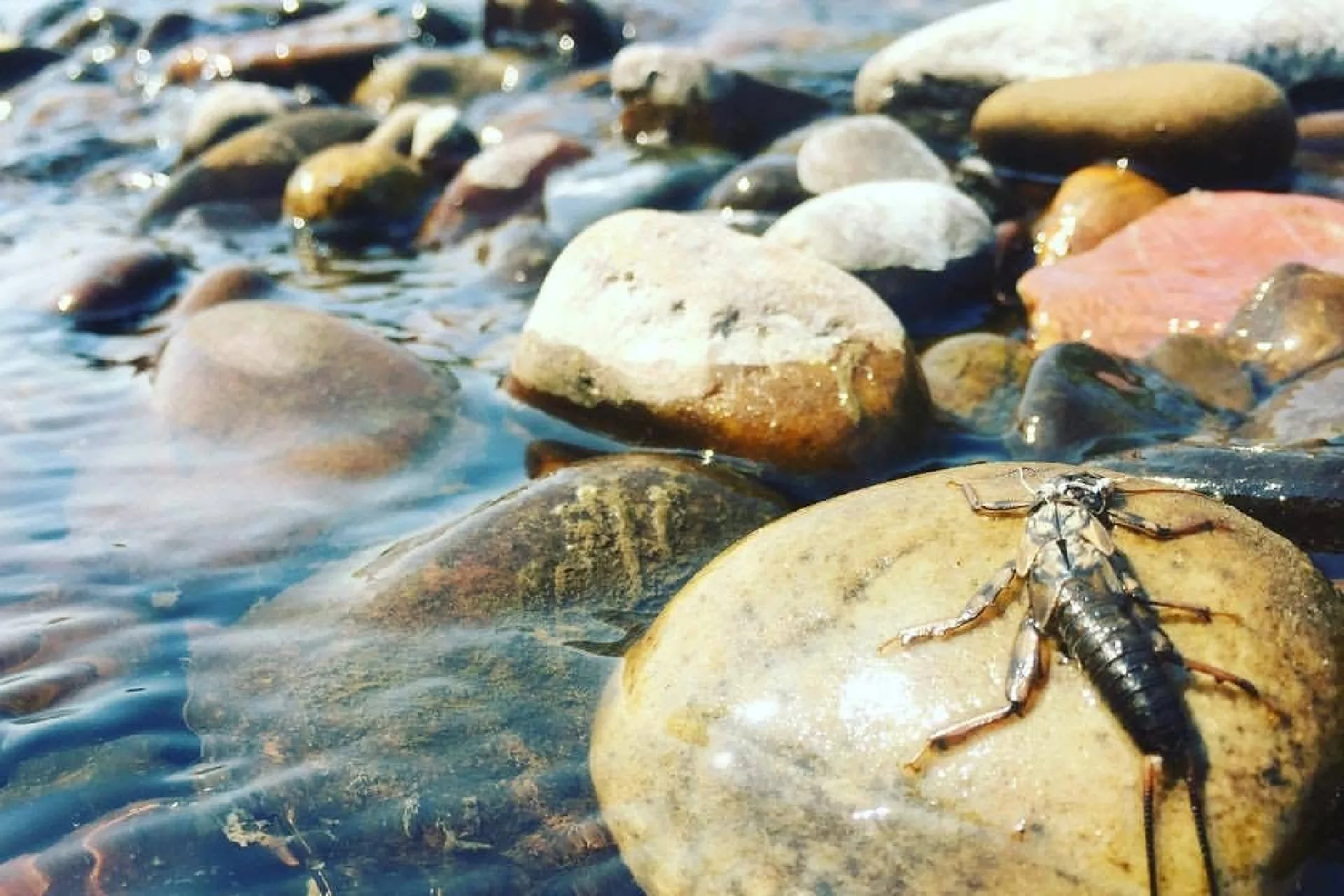 Drought, Low Snowpack and Dry Soils Point to Low Hebgen Reservoir Levels This Season