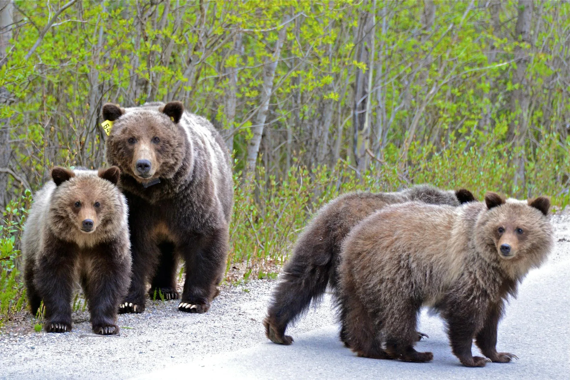 Bear safety workshop happening in Bozeman on April 20