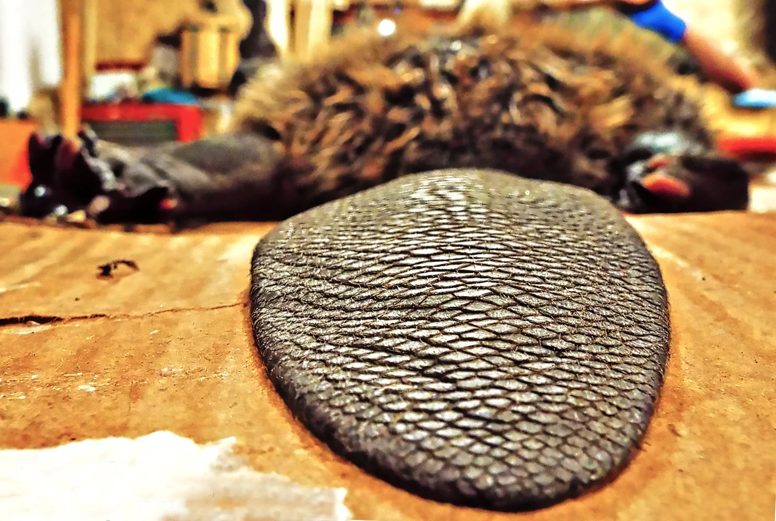 Unlocking Your Trapping License in Montana: What You Need to Know