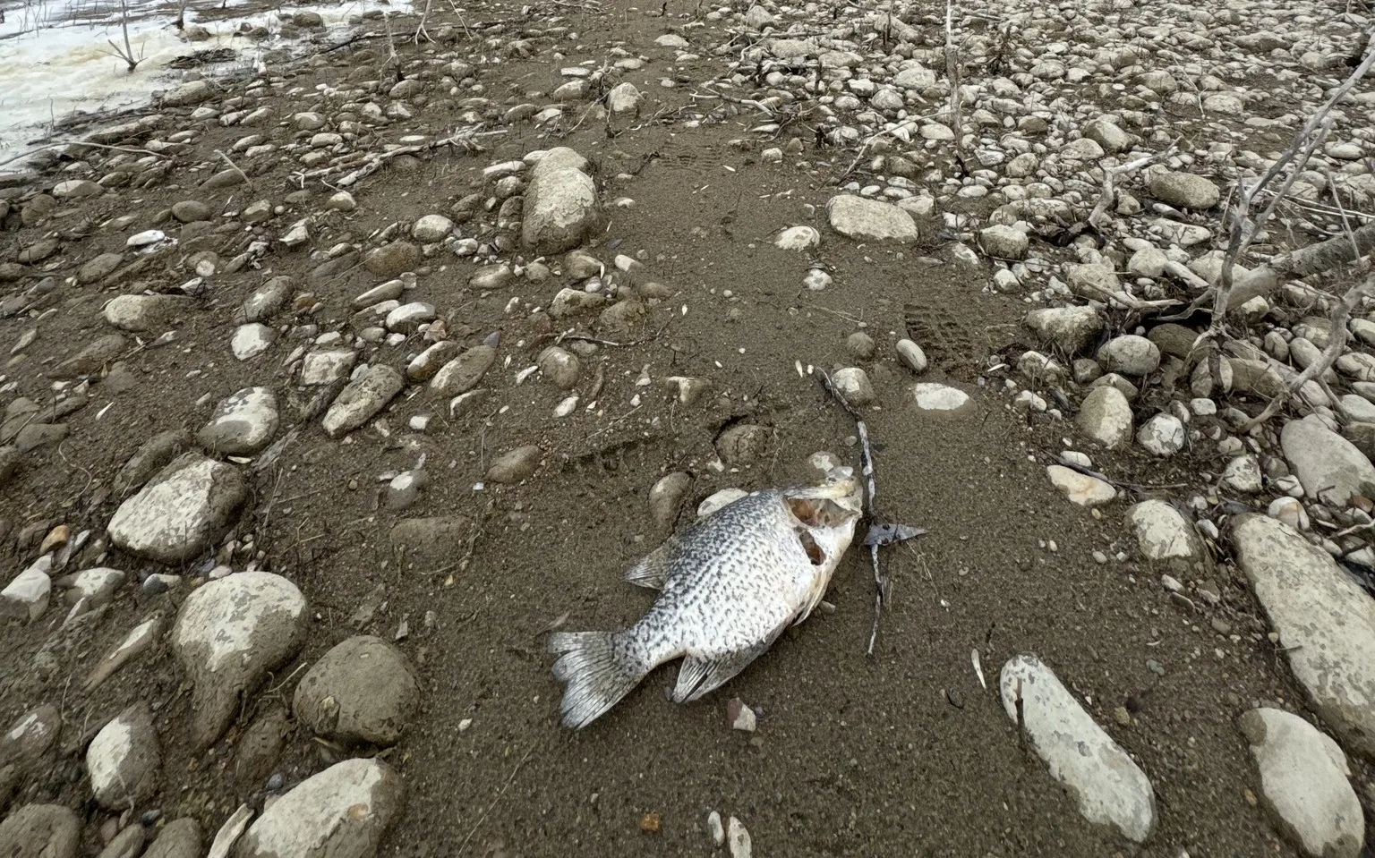 Mystery Fish Kill: Black Crappie Die-Off Reported at Nelson Reservoir