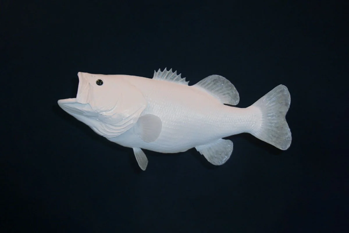Albino Bass in Montana: The Science Behind That Ghost Fish and What To Do If You Catch One
