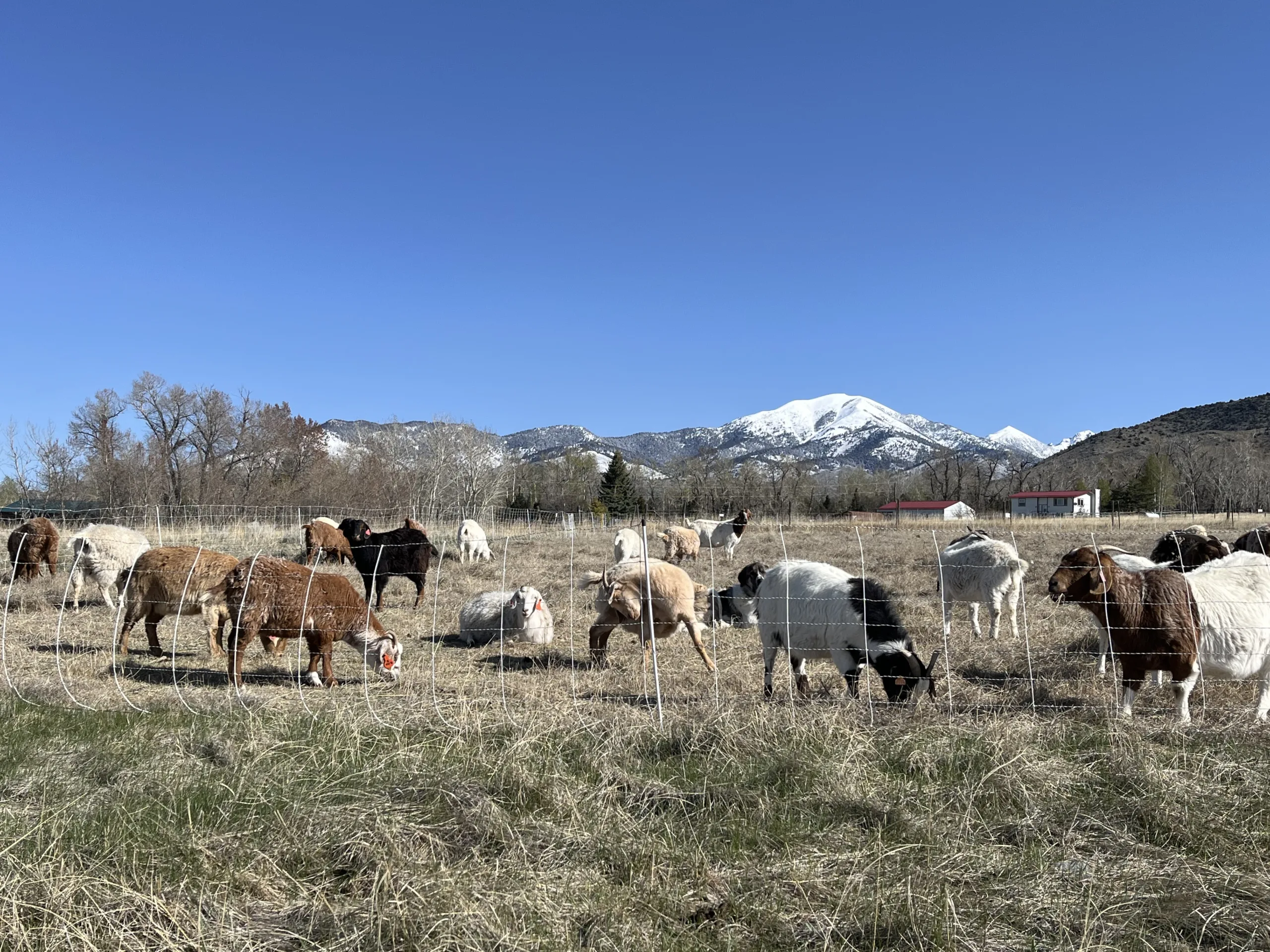Ohana Goats LLC Launches Targeted Grazing Services in Sheridan, Montana to Combat Fire Risk and Noxious Weeds