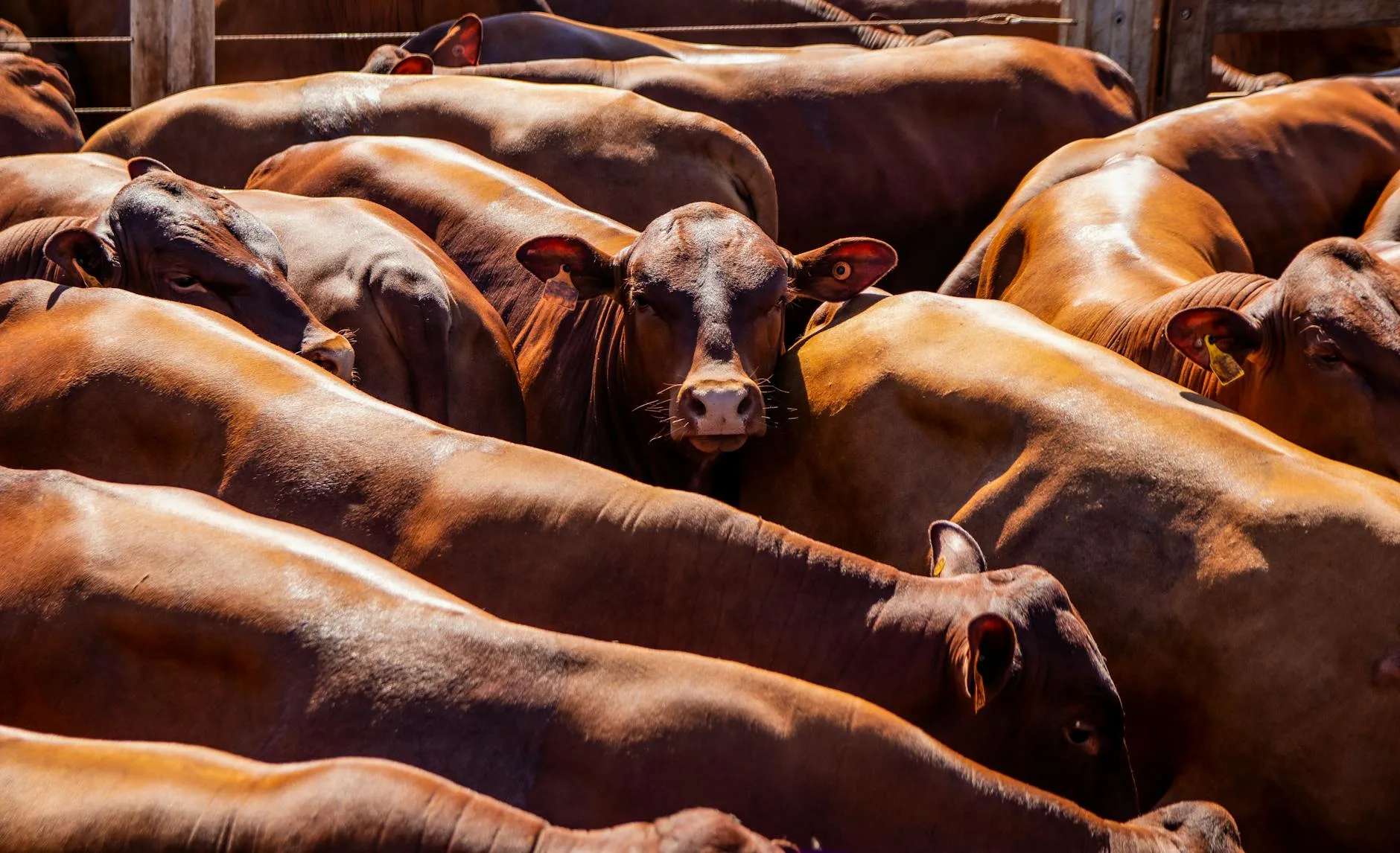 Montana Livestock Market Report: April 19-25, 2026 – Feeder Cattle Show Steady Demand Despite CME Pressure