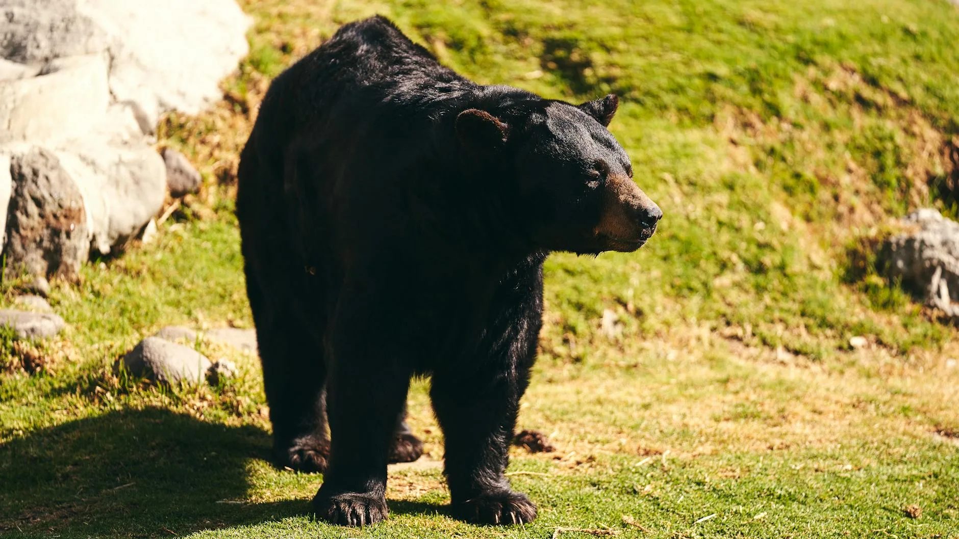How to Judge a Bear’s Weight Before You Pull the Trigger