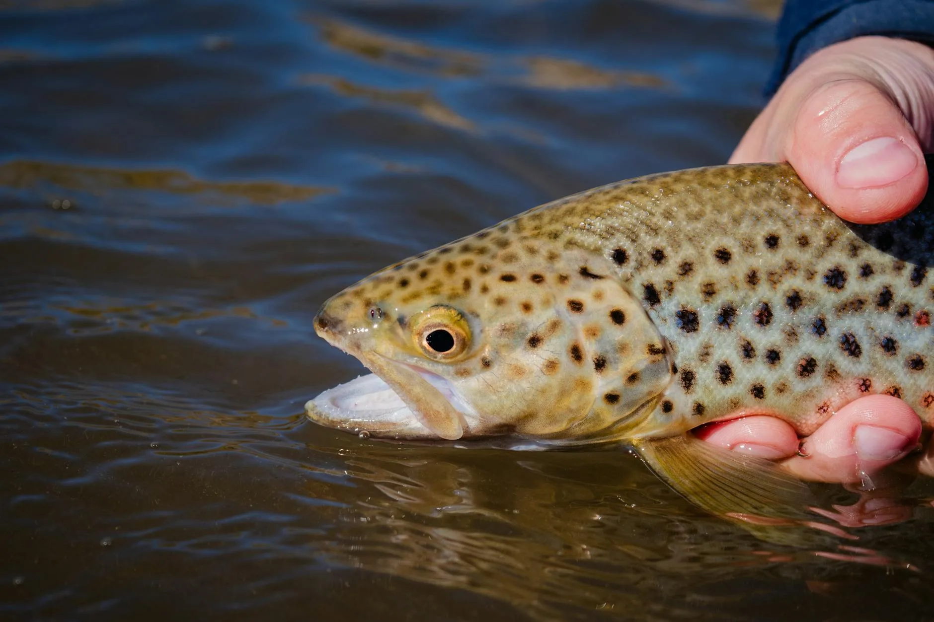 Colorado’s Water Crisis Is Sending Trout Anglers to Montana This Summer