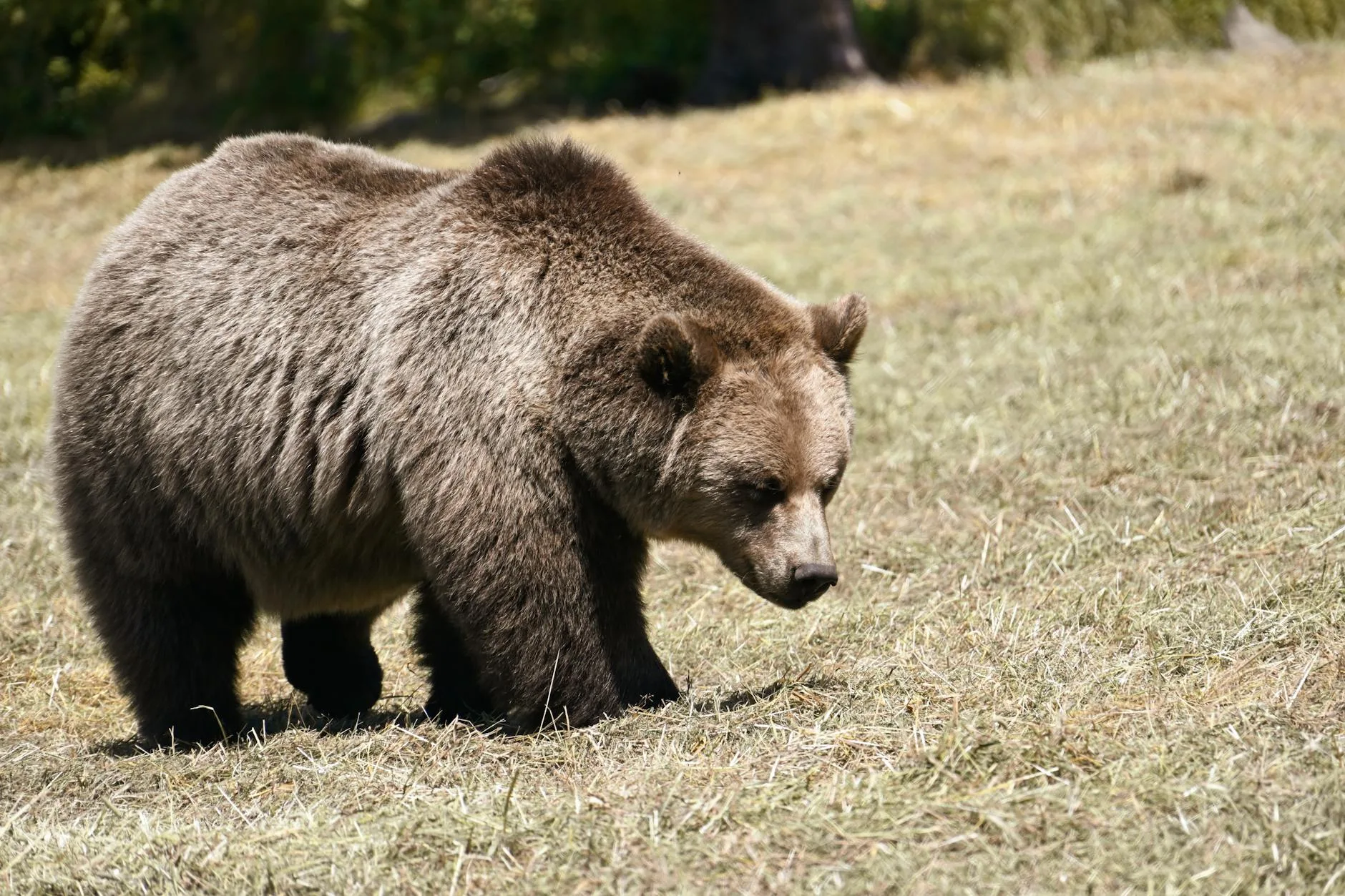 Why Your Bird Feeder Will Draw Grizzlies This Spring