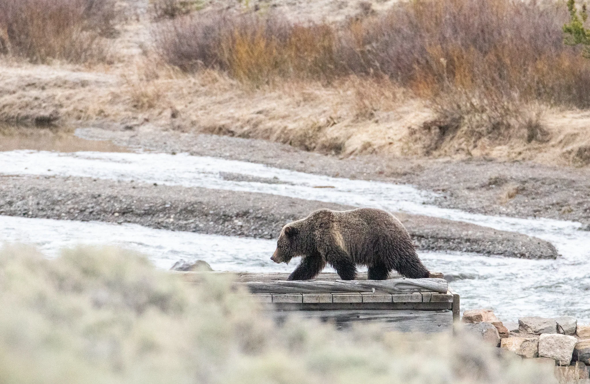 New details released: Yellowstone continues area closures near Old Faithful following May 4 bear incident