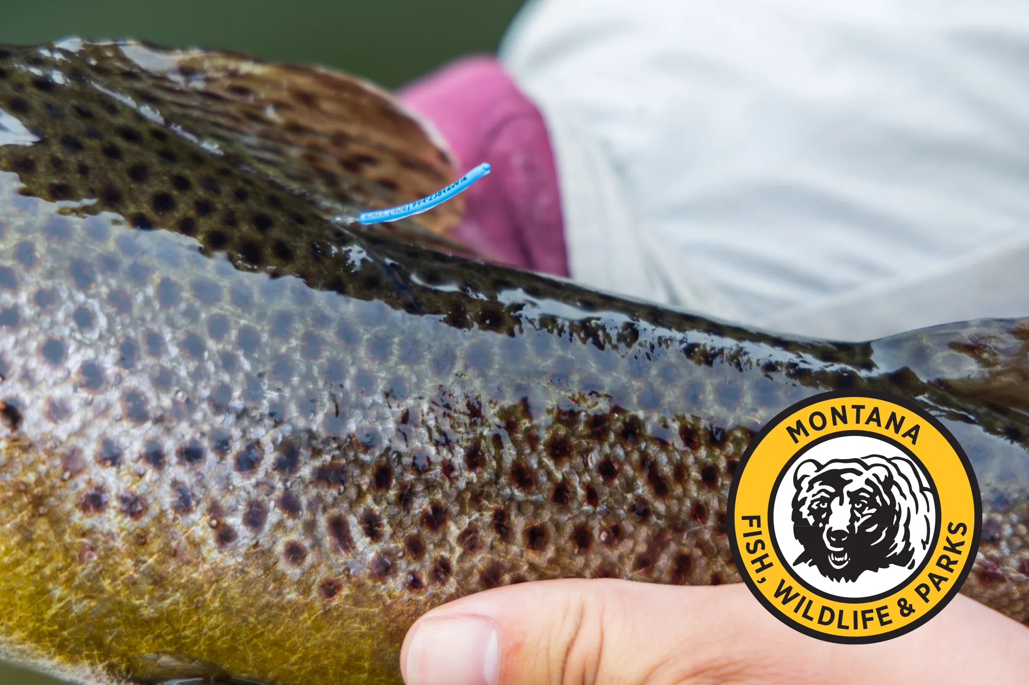 Impact of Tagging on Montana’s Trout Fisheries