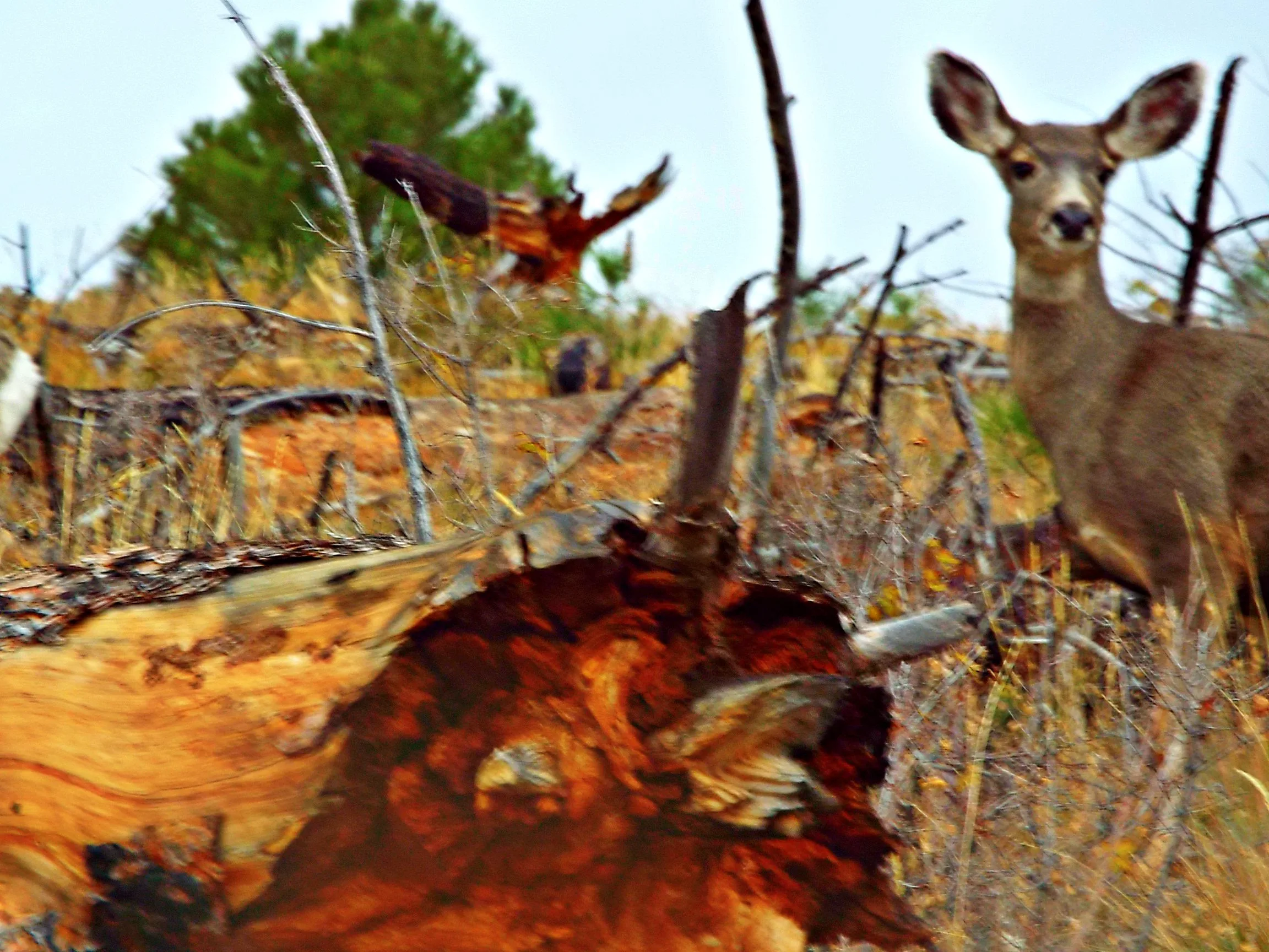 The End of the Casual Drive-Thru Whitetail: Why Region 6 Just Placed a Deadline on Your Fall Plans