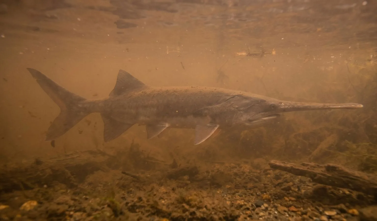2026 Upper Missouri Paddlefish update IV, May 21, 2026