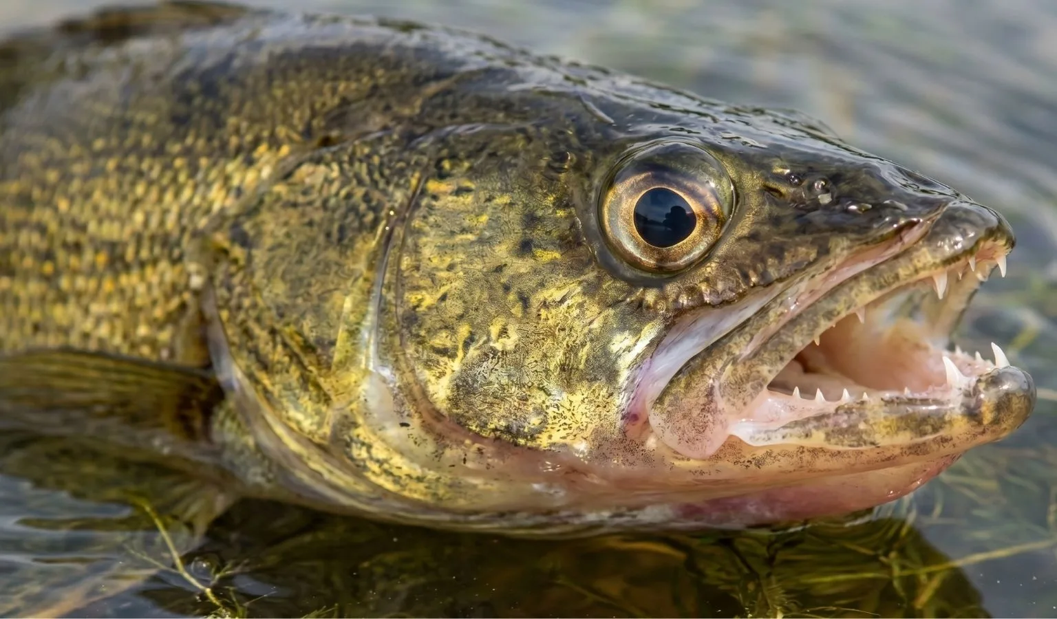 The Gov Cup Flipped the Script (and Even Bad Anglers Can Win Cash)