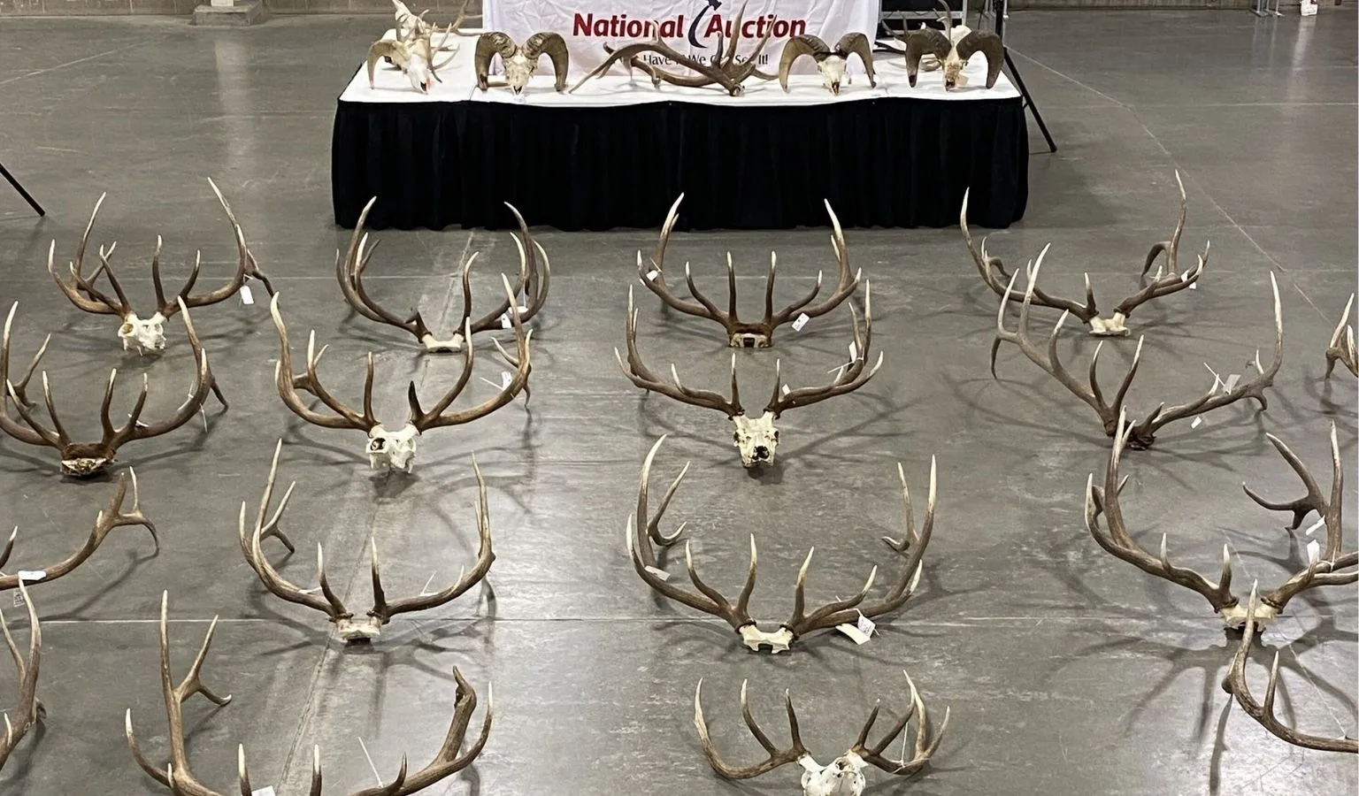 From Poachers to Public Auction: Montana’s Wildest Garage Sale Returns