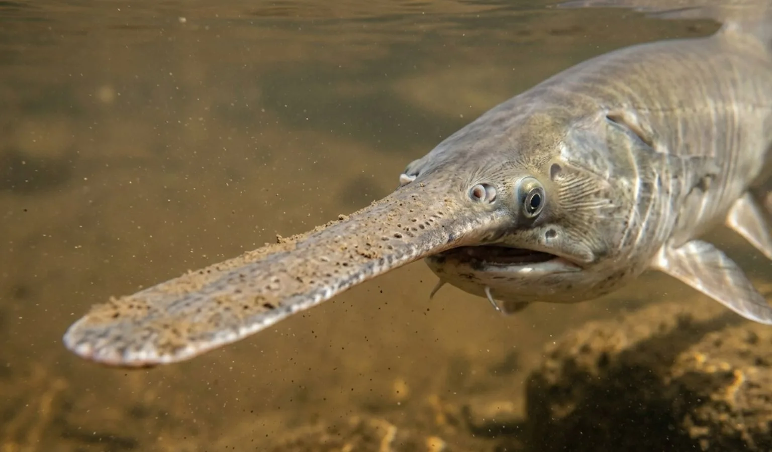 2026 Upper Missouri Paddlefish update V, May 27, 2026 by Biologist Cody Nagel