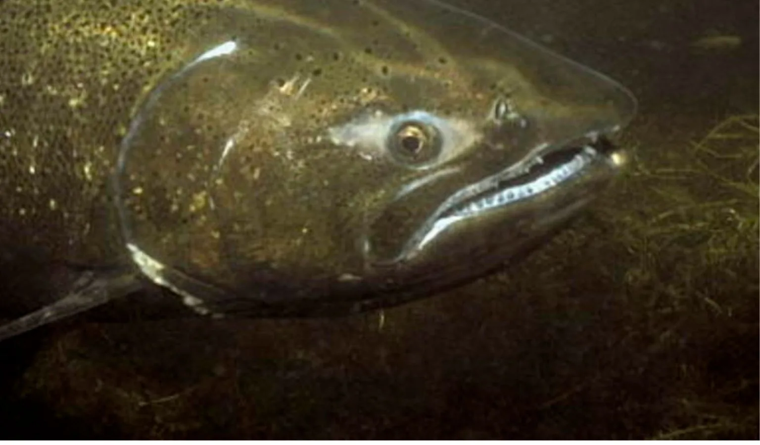 Upper Salmon River Chinook update 5.19.2026