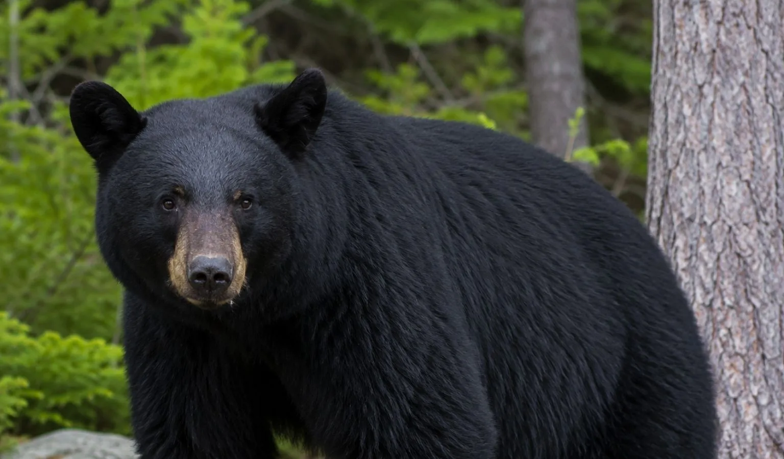 NOTICE OF SPRING BLACK BEAR CLOSURE BMU 440