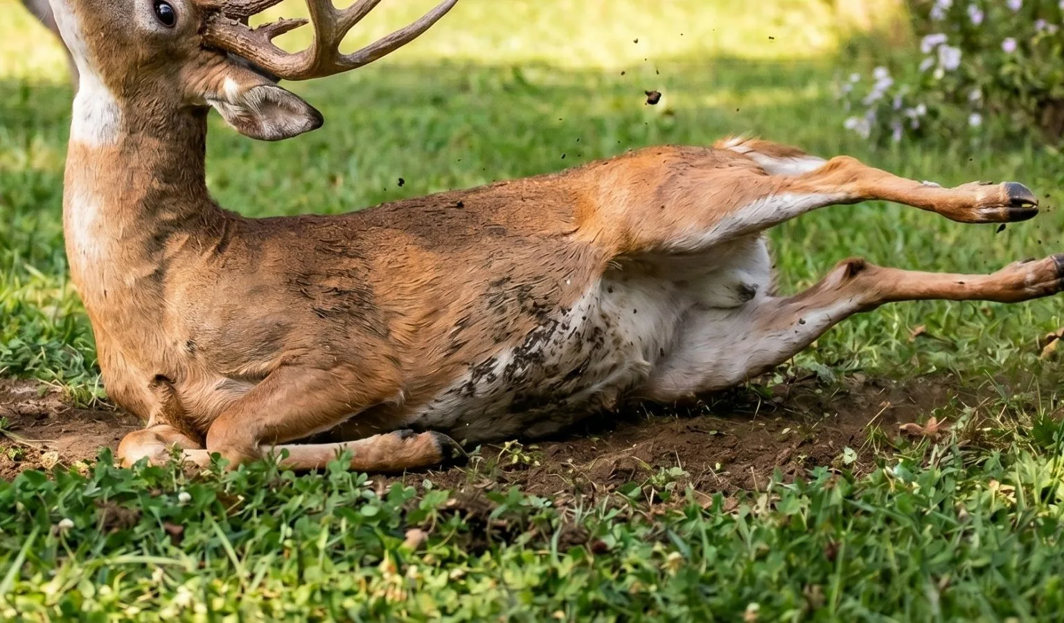 What Is Wrong with This Buck?