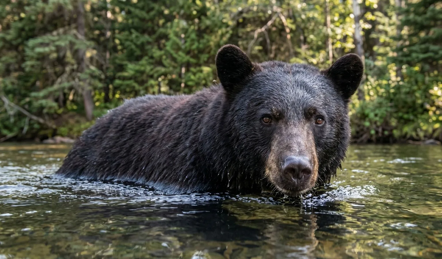 NOTICE OF SPRING BLACK BEAR CLOSURE BMU 520