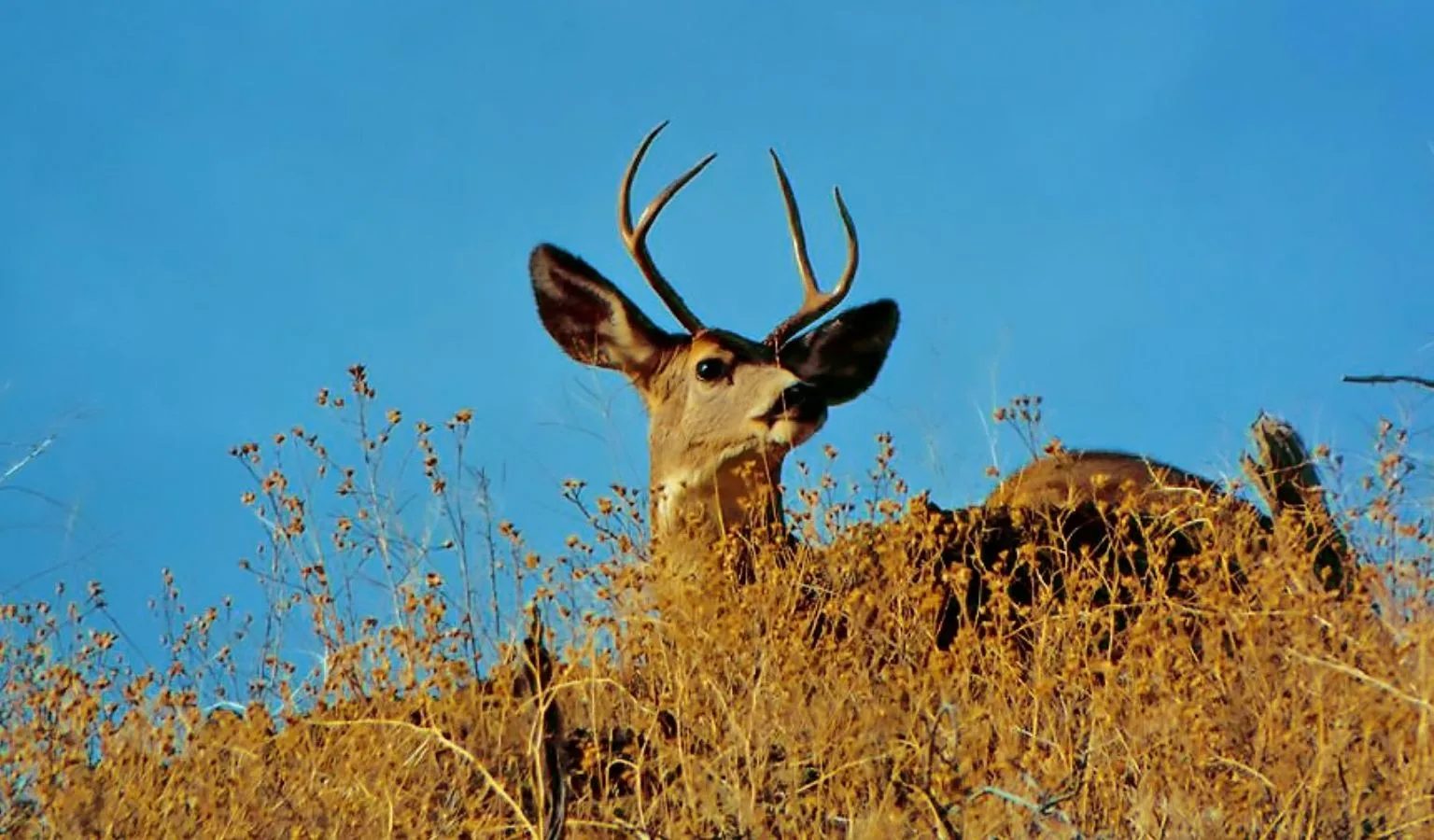 Get Ready for May: Montana FWP Hunter Education Schedules