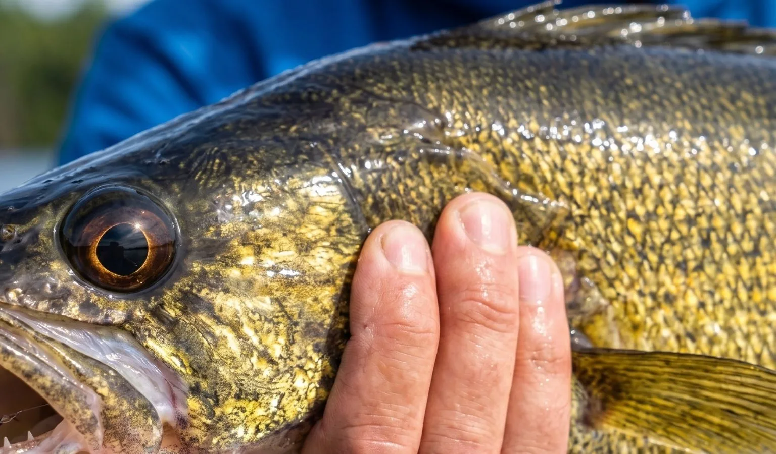 Helena Area Reservoirs Fishing Report, May 11, 2026