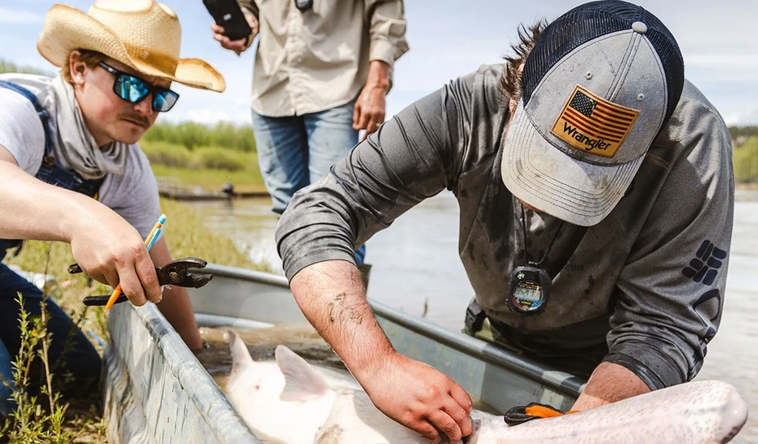 All About Paddlefish: New Tagging Options, Paddlefish Season Reminders