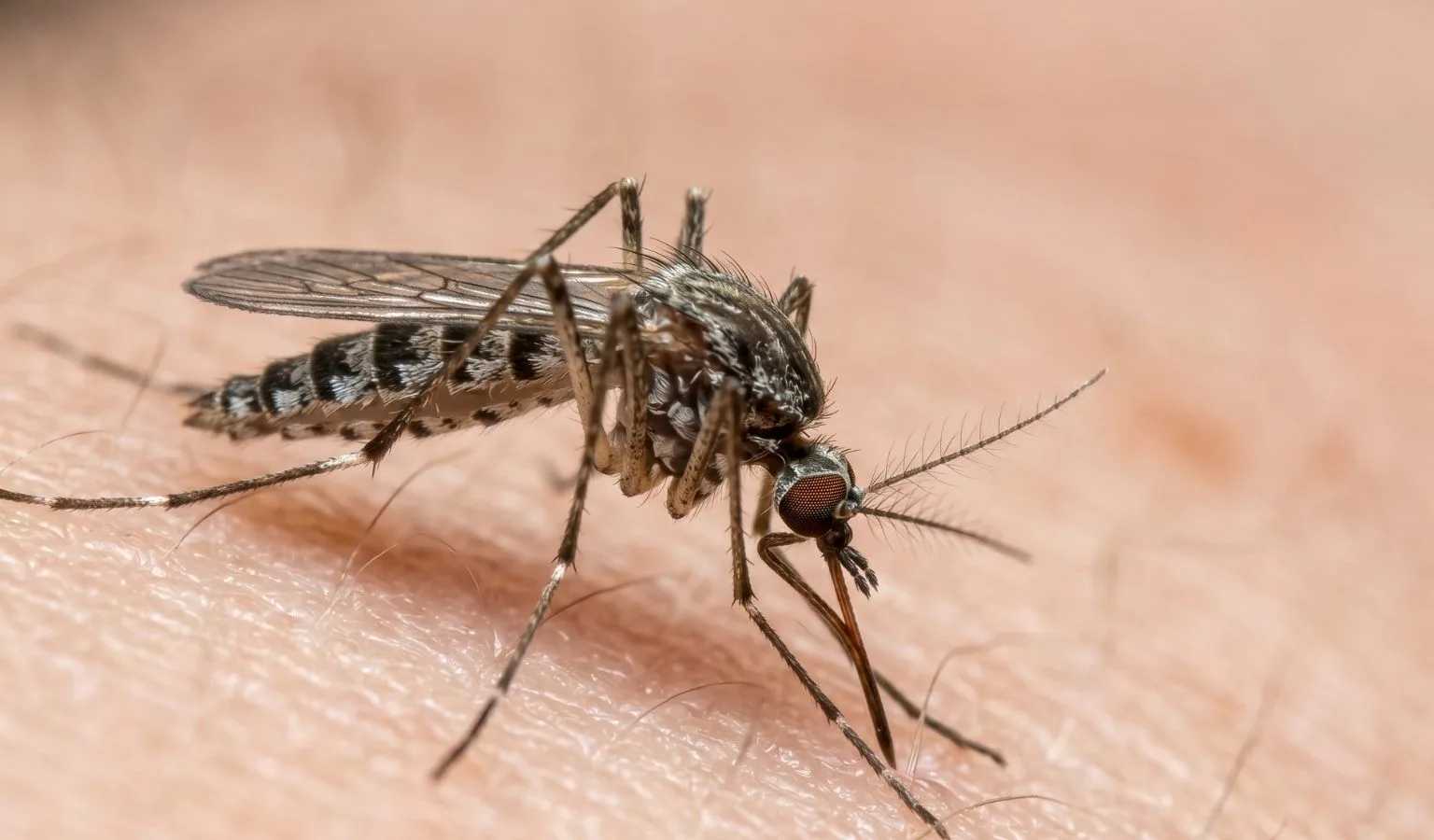 The World’s Deadliest Serial Killer (Is Smaller Than a Staple)