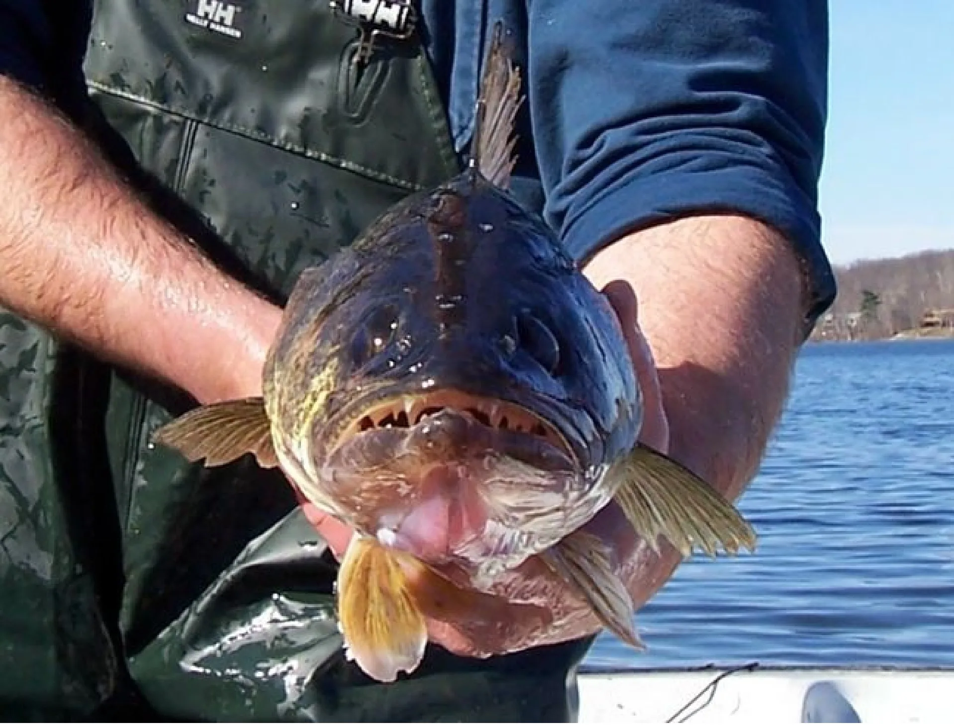 FINAL RESULTS: Over 100 pounds Needed on Fort Peck to Win Crooked Crooked Walleye Tournament